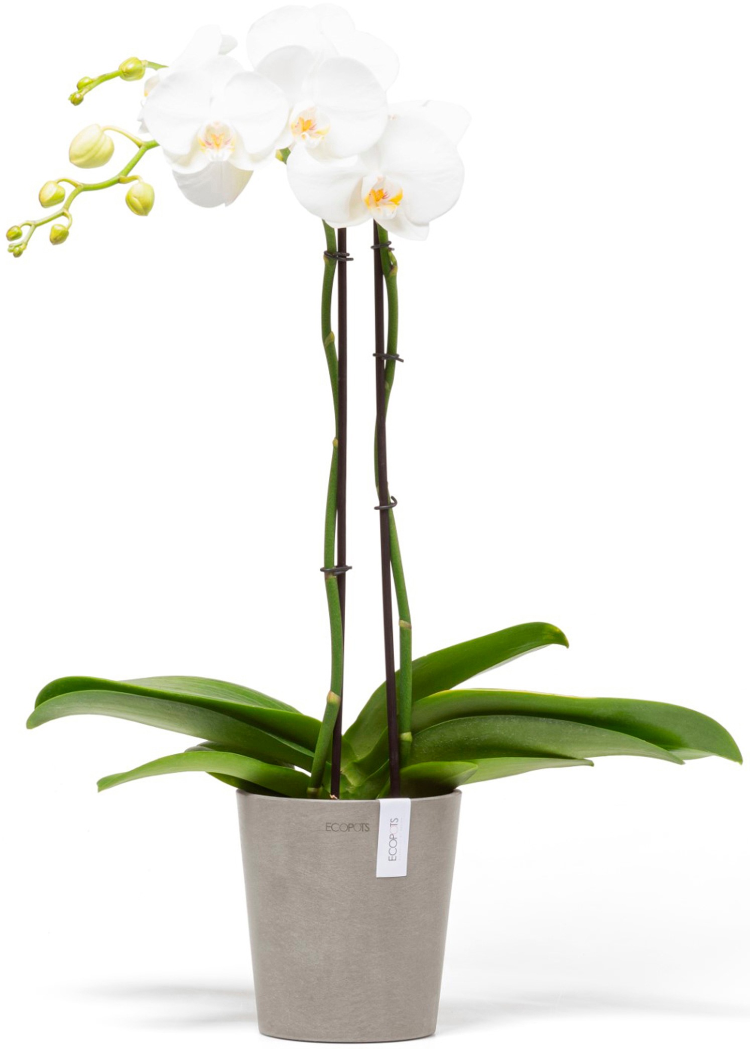 ECOPOTS Blumentopf »Morinda Orchidee 14 Taupe«, für den Innenbereich