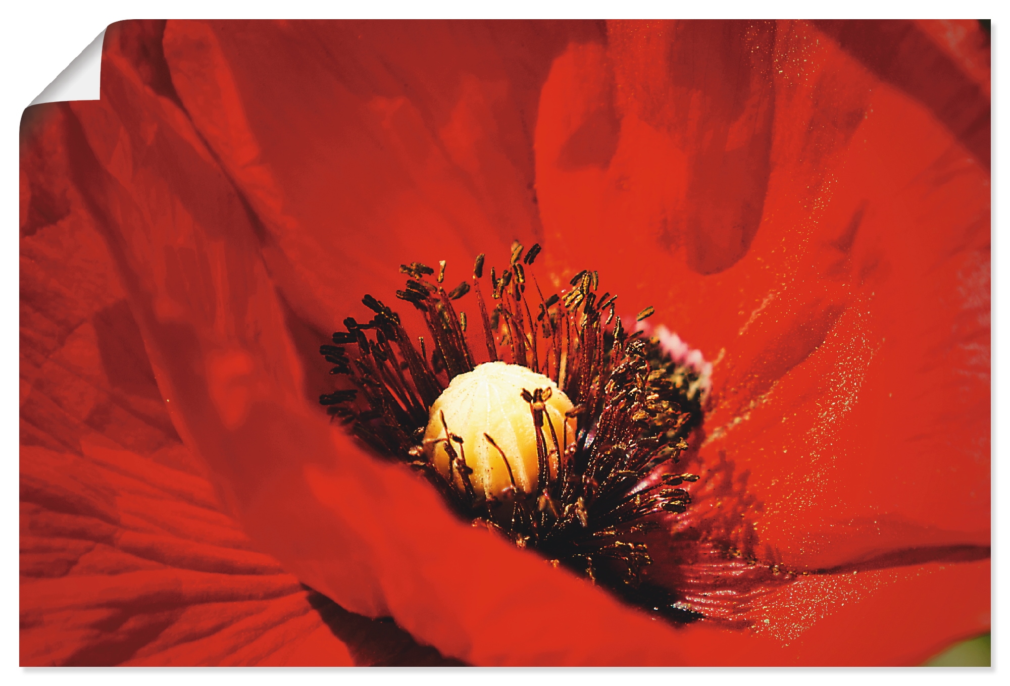 Artland Wandbild "Roter Mohn" Blumen 1 Stk. tlg. als Alubild, Leinwandbild, günstig online kaufen