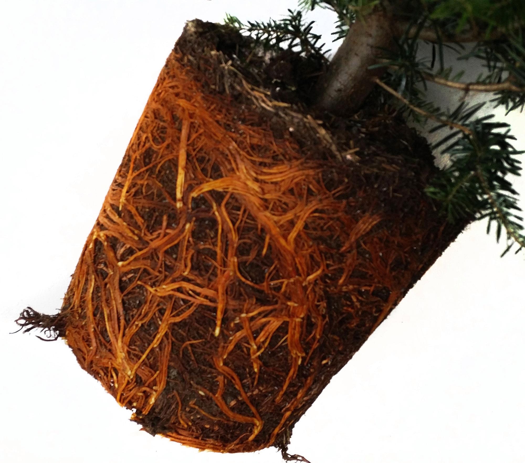 Weihnachtsbaumland Echter Weihnachtsbaum »Echte Nordmanntanne zum Einpflanzen, Weihnachtsdeko aussen«, im Topf gewachsen