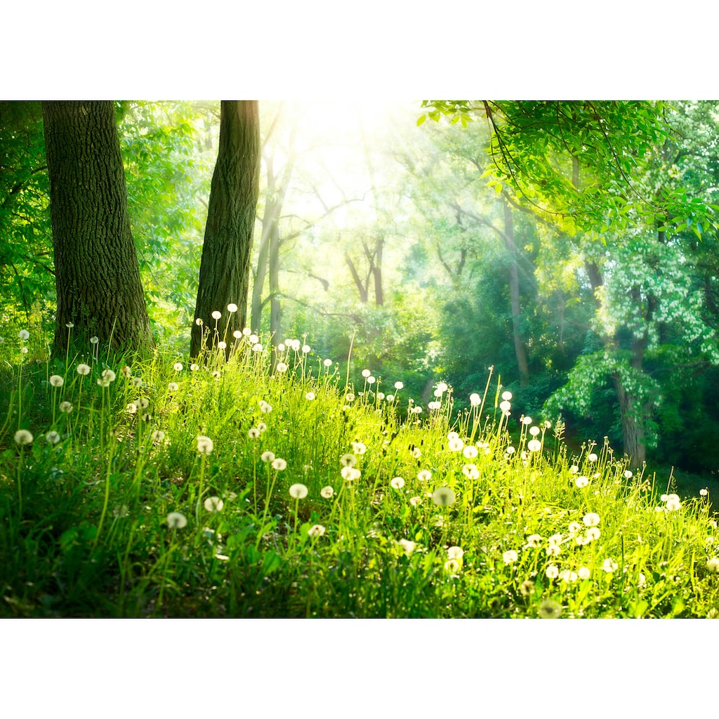 Papermoon Fototapete »Green Grass and Trees«