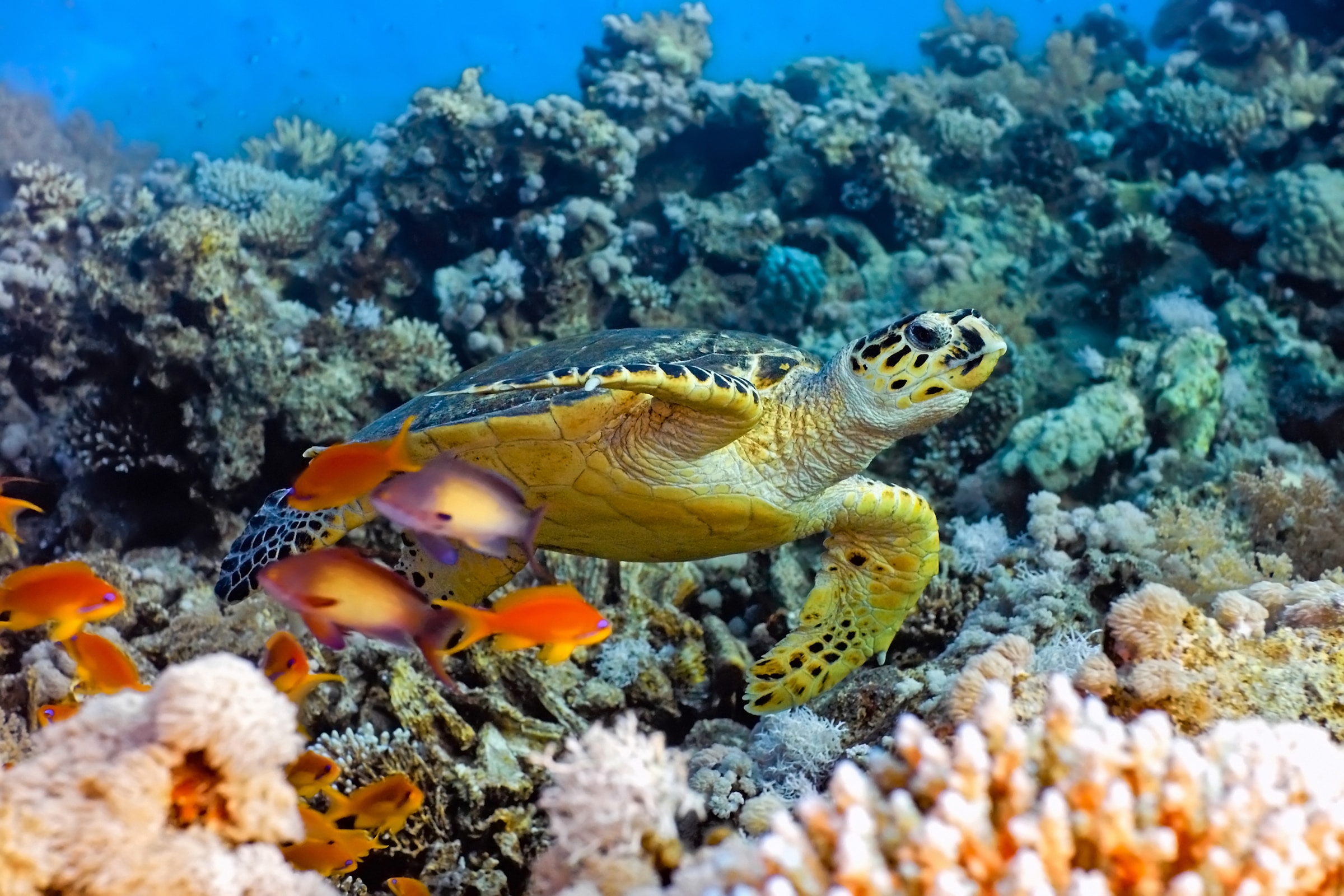 Papermoon Fototapete »Sea Turtle«