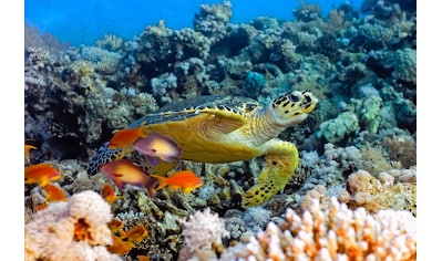 Fototapete »Sea Turtle«