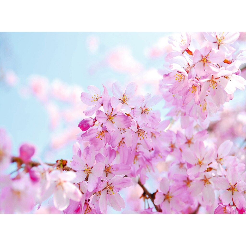 Papermoon Fototapete »Cherry Blossom«