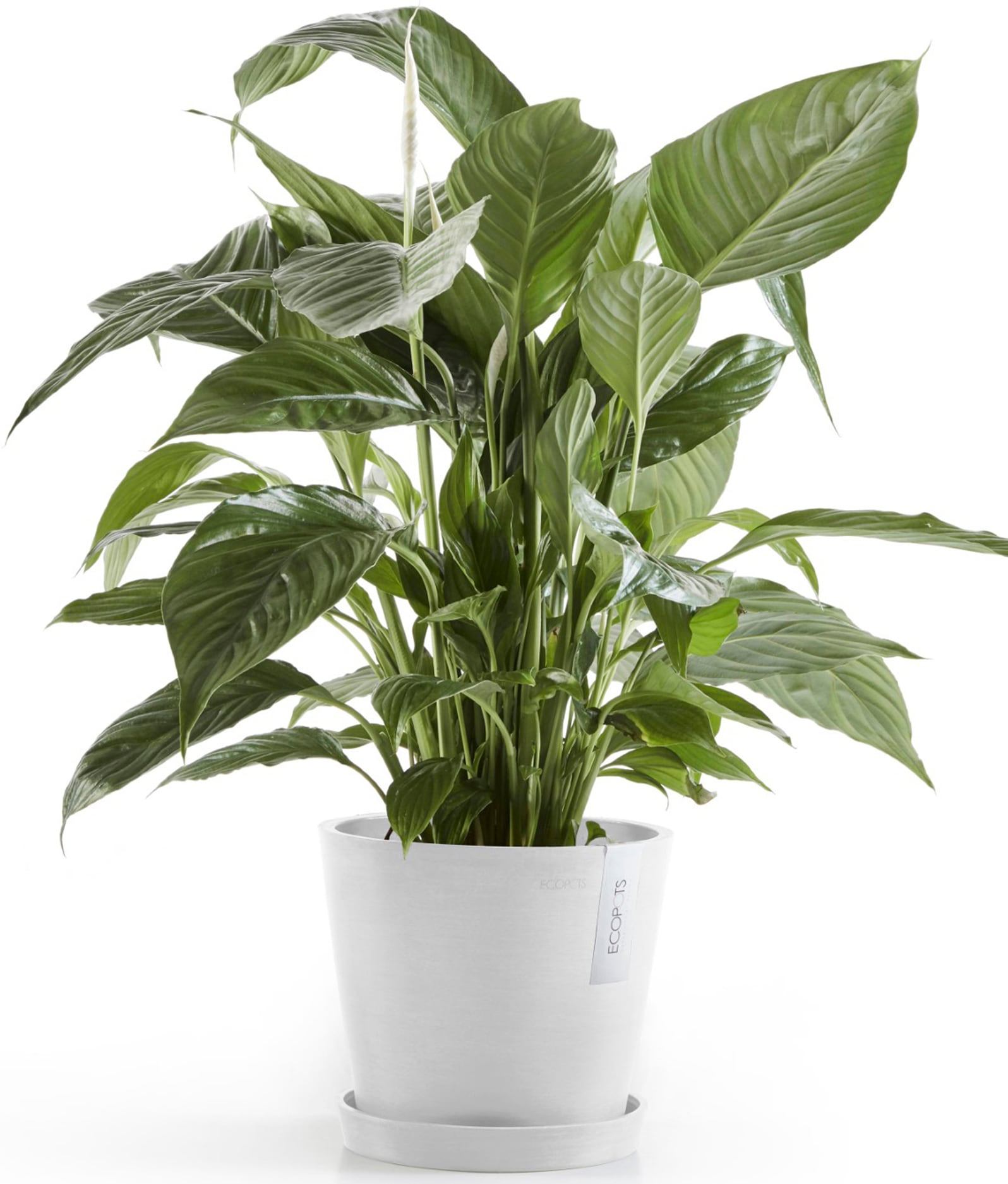 ECOPOTS Blumentopf »Amsterdam 20 Weiß«, für innen und außen: frostsicher, bruchsicher und lichtbeständig