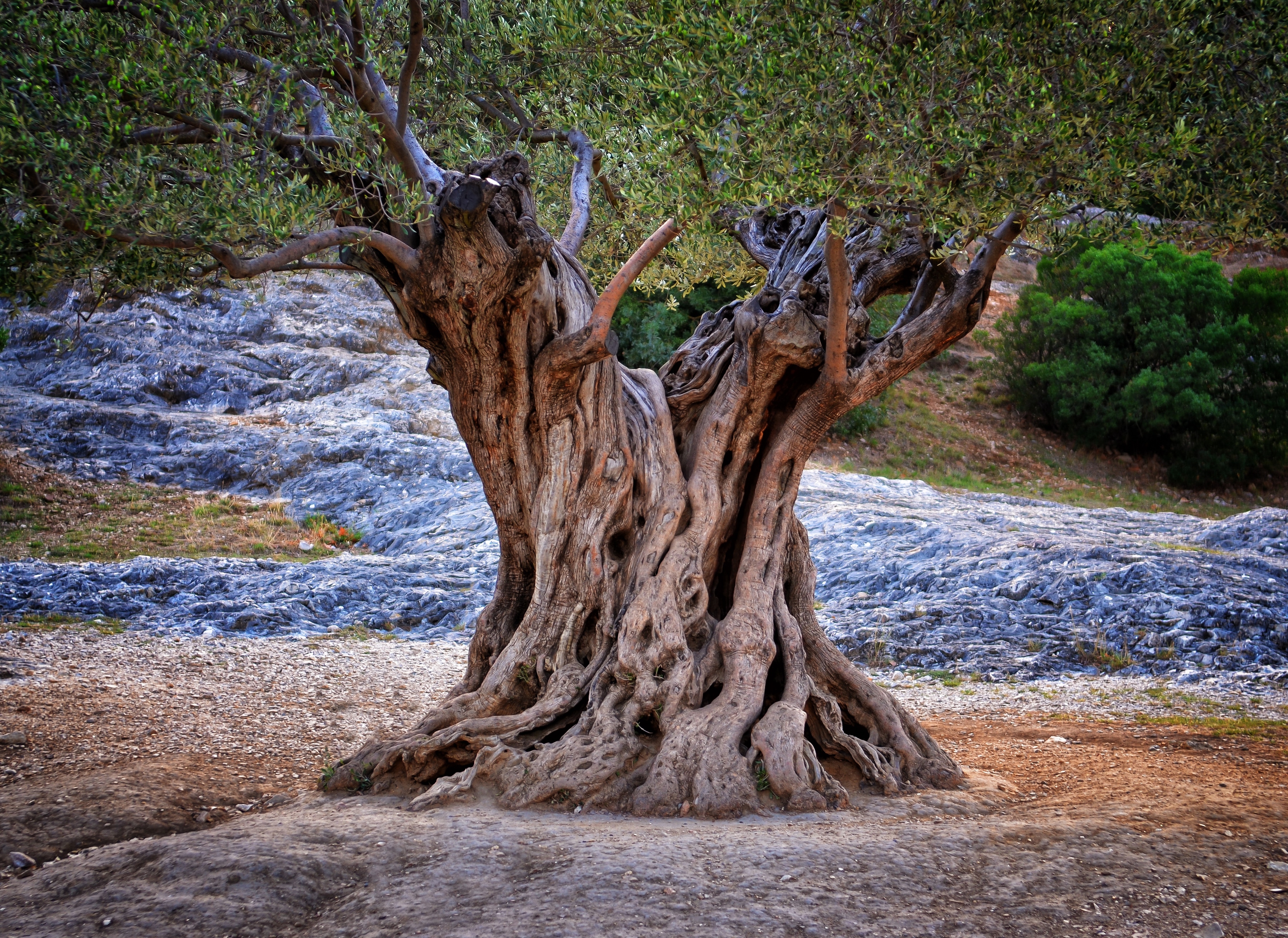 Papermoon Fototapete "Old Olive Tree Trunks" glatt