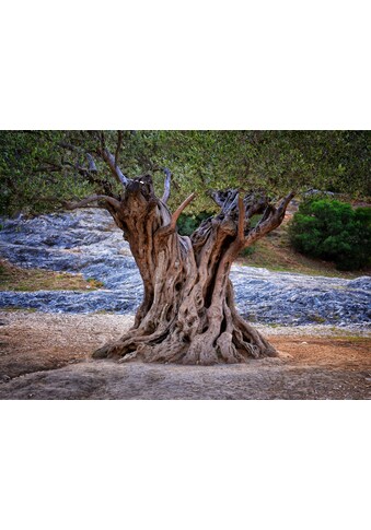 Fototapete »Old Olive Tree Trunks«