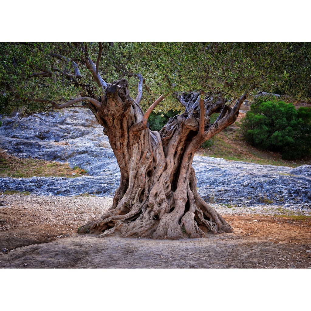 Papermoon Fototapete »Old Olive Tree Trunks«