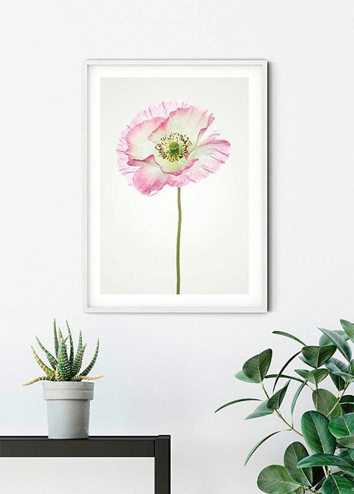 Komar Bild »Poppy«, Blumen, (1 St.), Wandbild zur Dekoration - ohne Rahmen