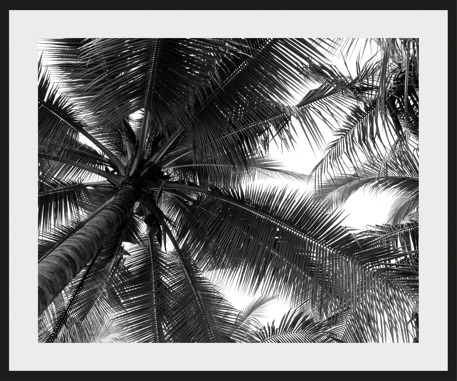 queence Bild »Mary«, Palmen-Pflanzen-Pflanzenbilder-Himmel-Schwarz-Weiß-Foto, (1 St.), HD Premium Poster-Druck inkl. Holzrahmen