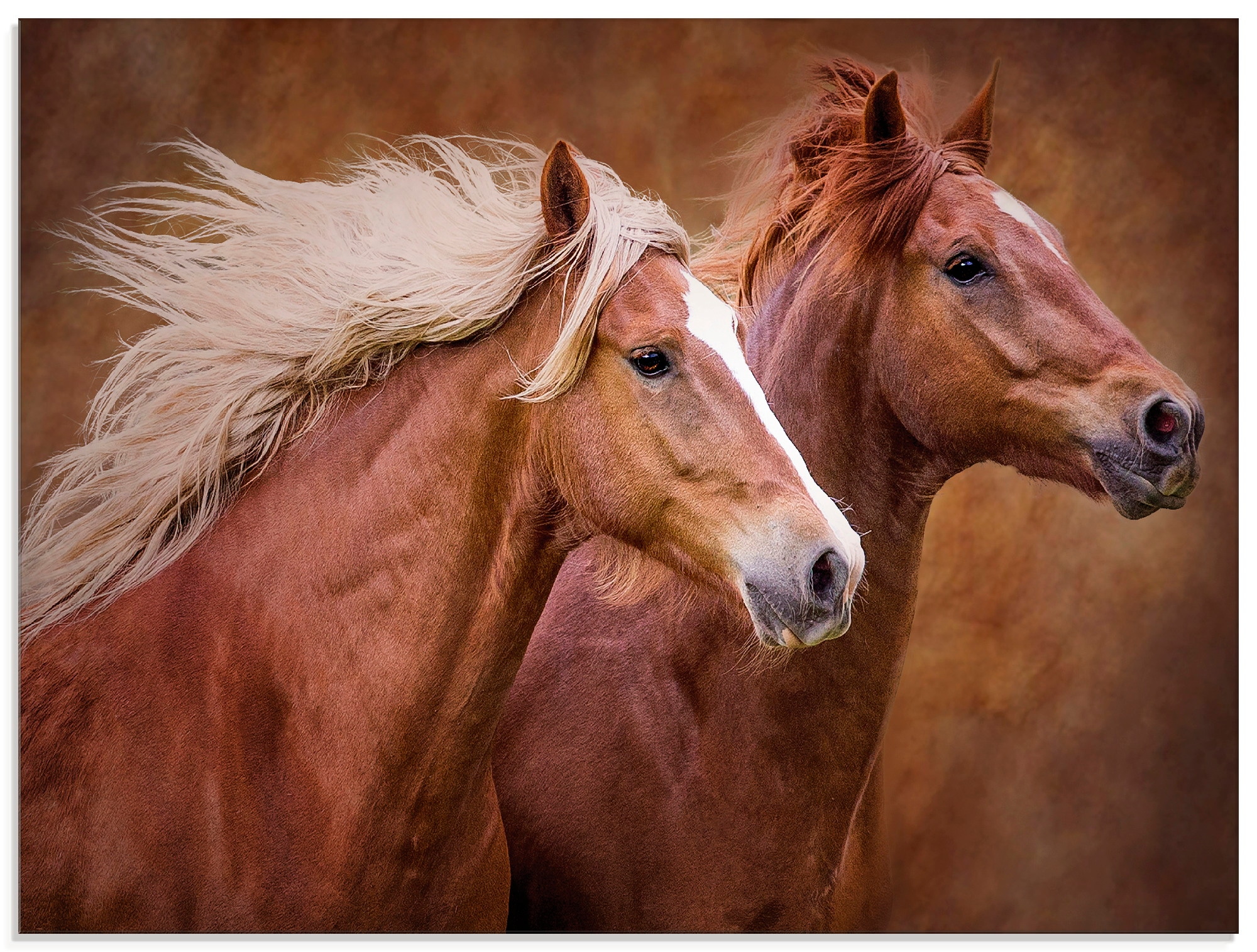 Artland Glasbild "Reinrassige Pferde I", Haustiere, (1 St.), in verschiedenen Größen