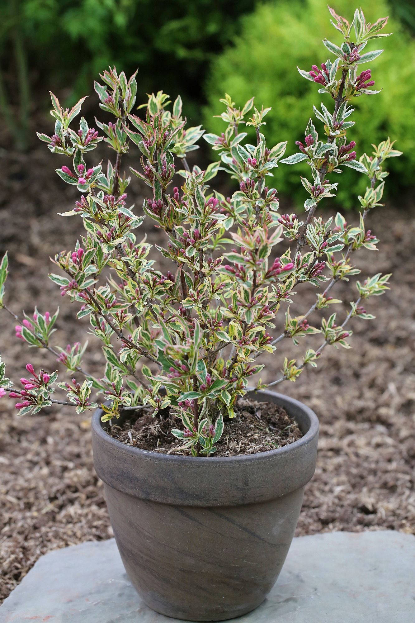 BCM Gehölze »Weigelie 'Magical Rainbow' ®«, (2 St.), Höhe: 30-40 cm, 2 Pflanzen kaufen