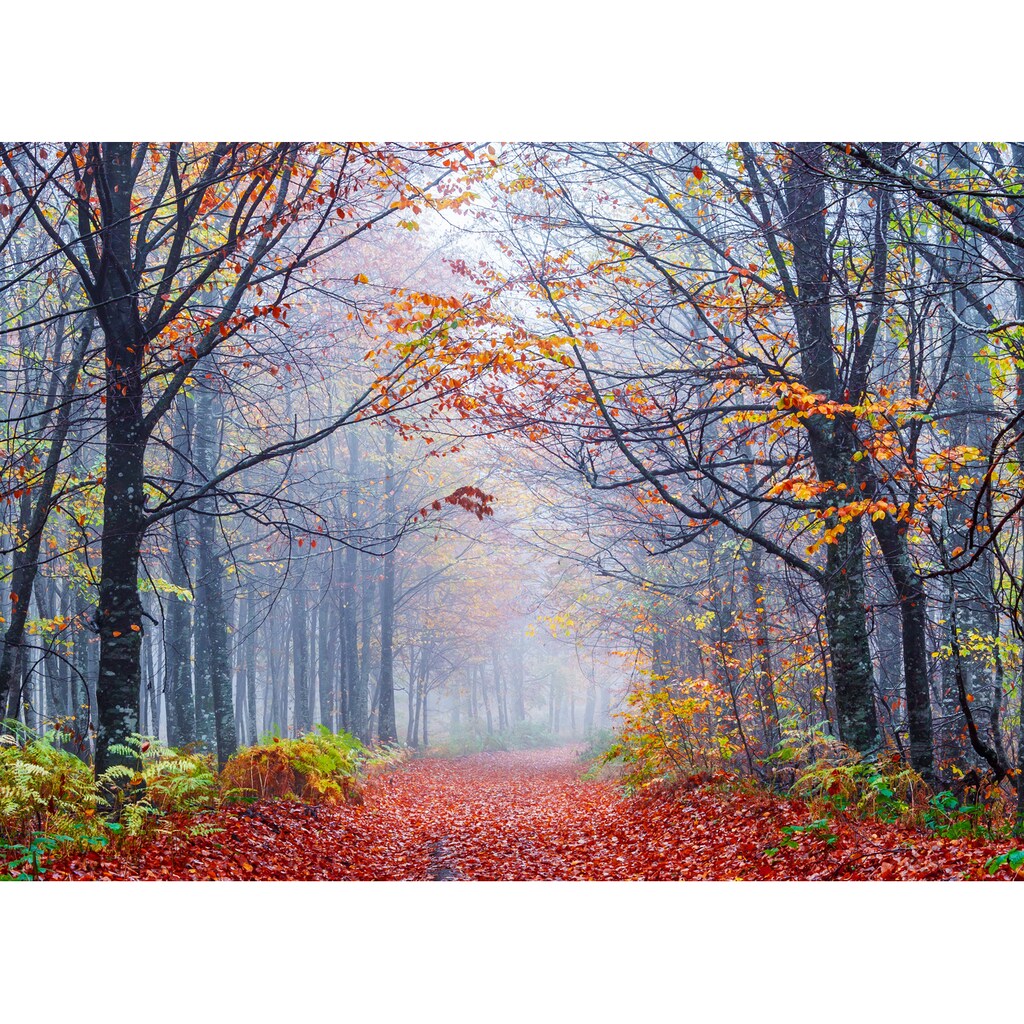 Papermoon Fototapete »Foggy Autumn Forest Road«