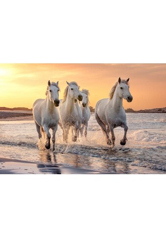 Papermoon Fototapetas »Pferde im Wasser«