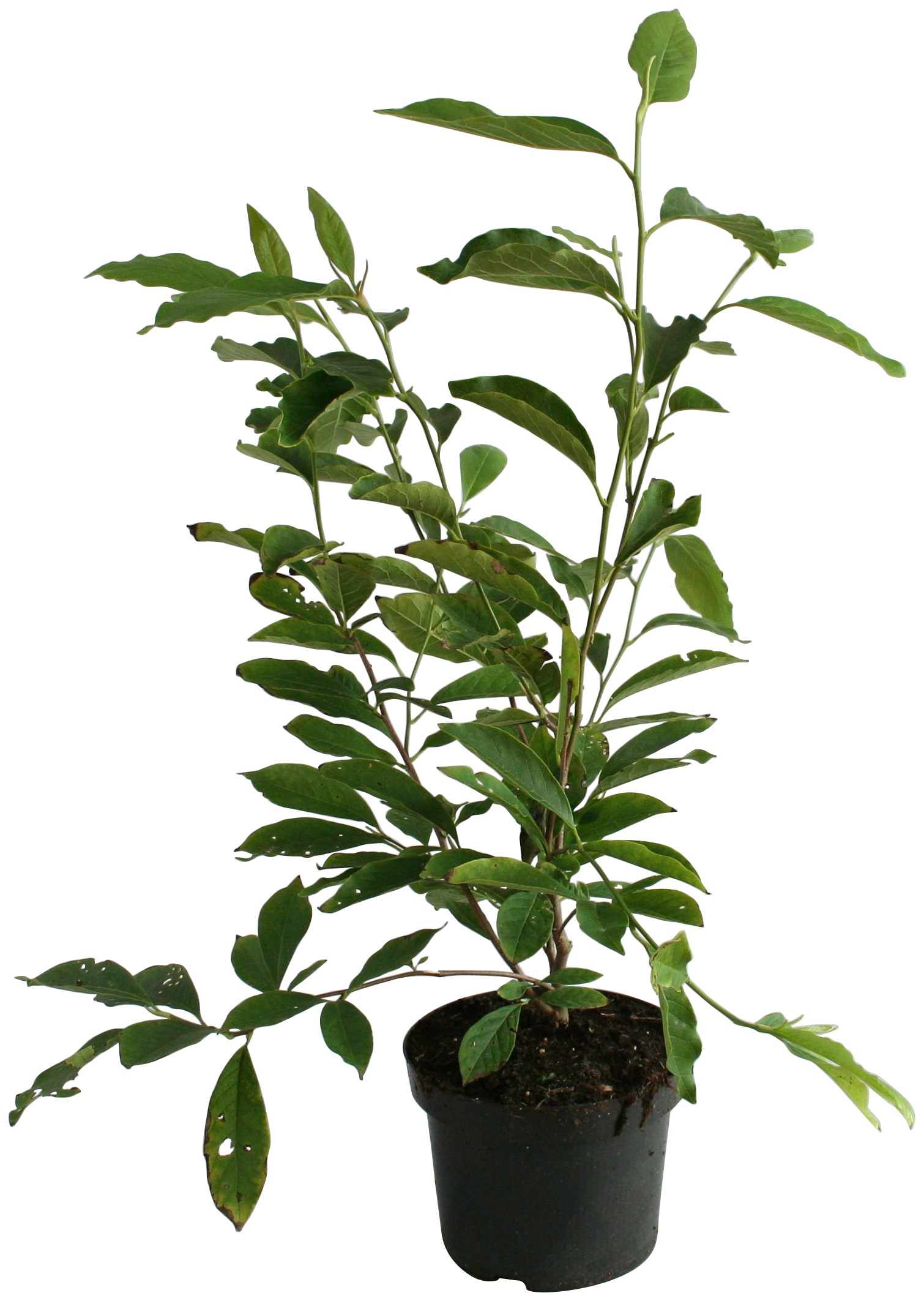 BCM Gehölze »Magnolie 'Blue Opal'«, (2 St.), Höhe: 50-60 cm, 2 Pflanze kaufen