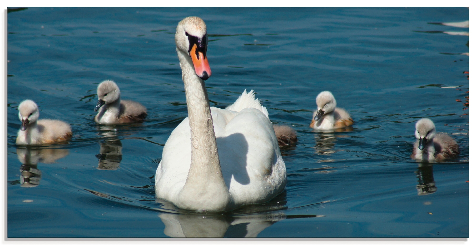 Artland Glasbild »Höckerschwan Vögel, | Größen St.), BAUR bestellen Familie«, (1 in verschiedenen