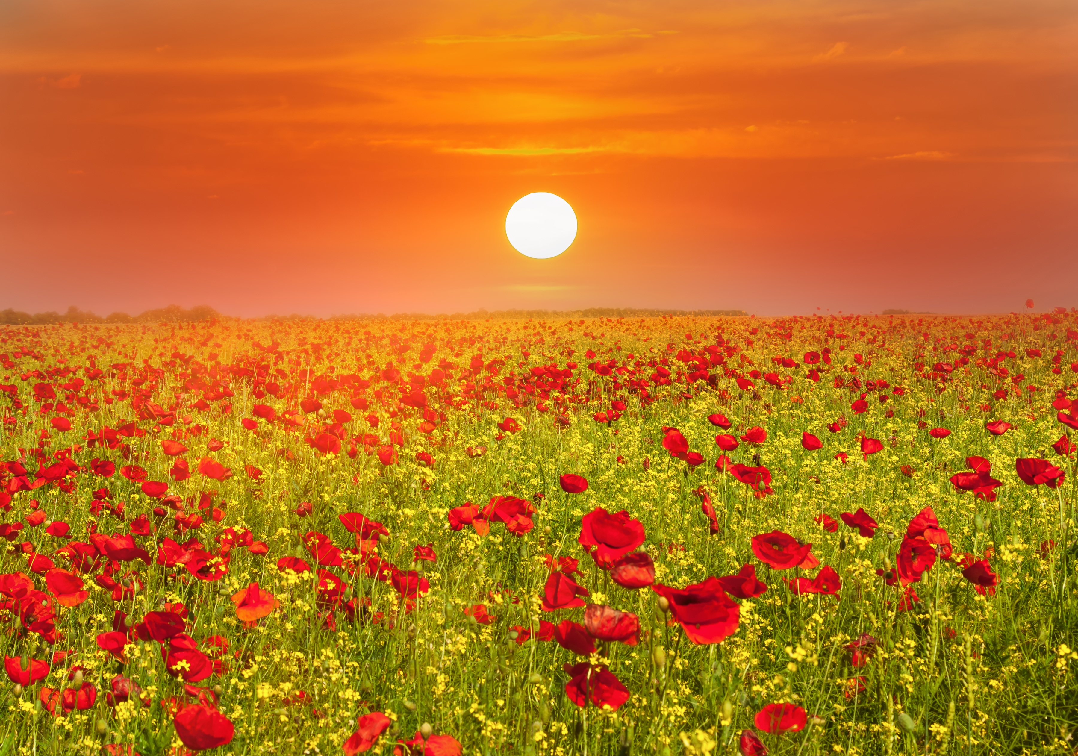 Papermoon Fototapete "Red Poppies Field" glatt