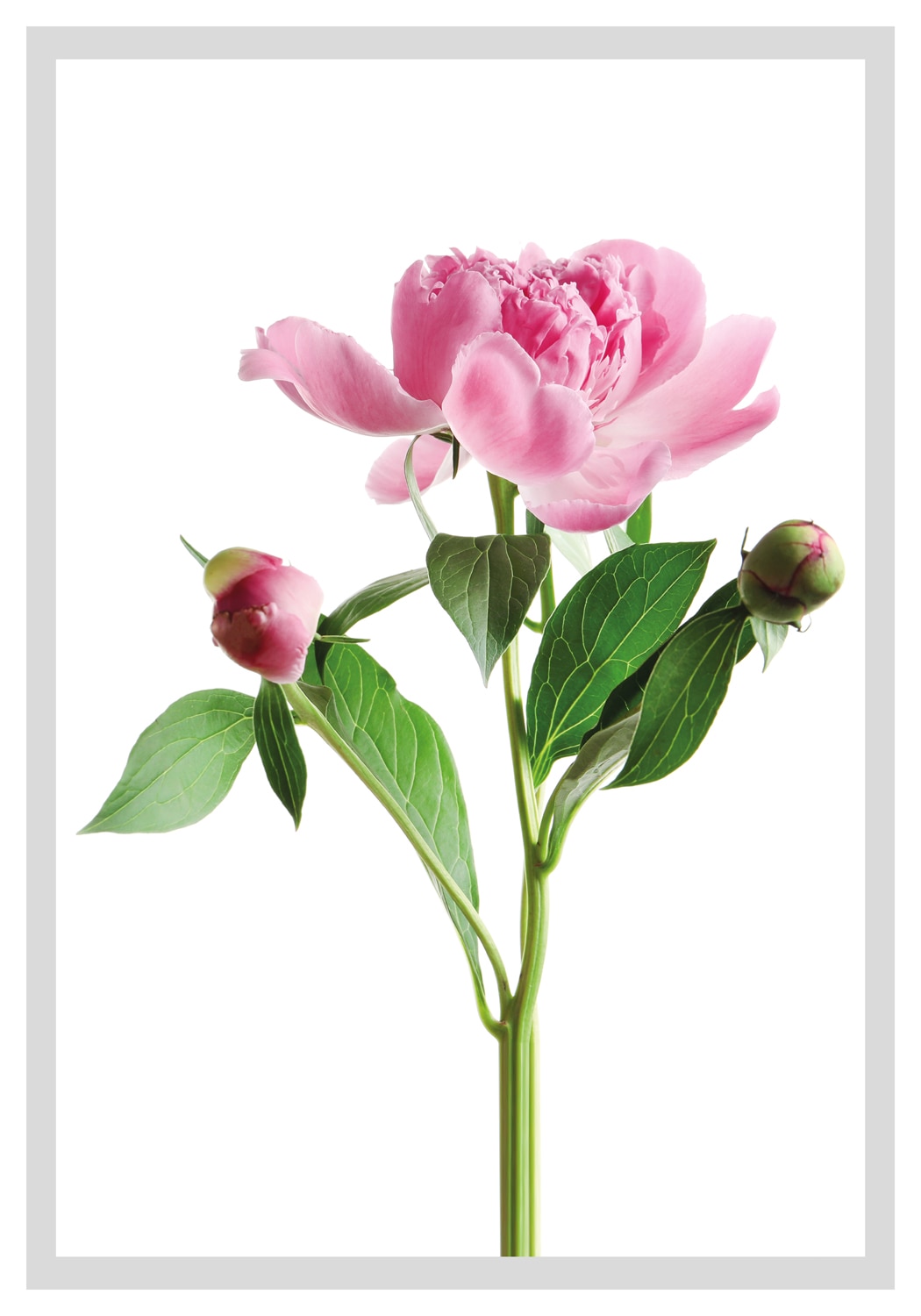 queence Bild »Gundula«, Blumen, gerahmt, Rosen