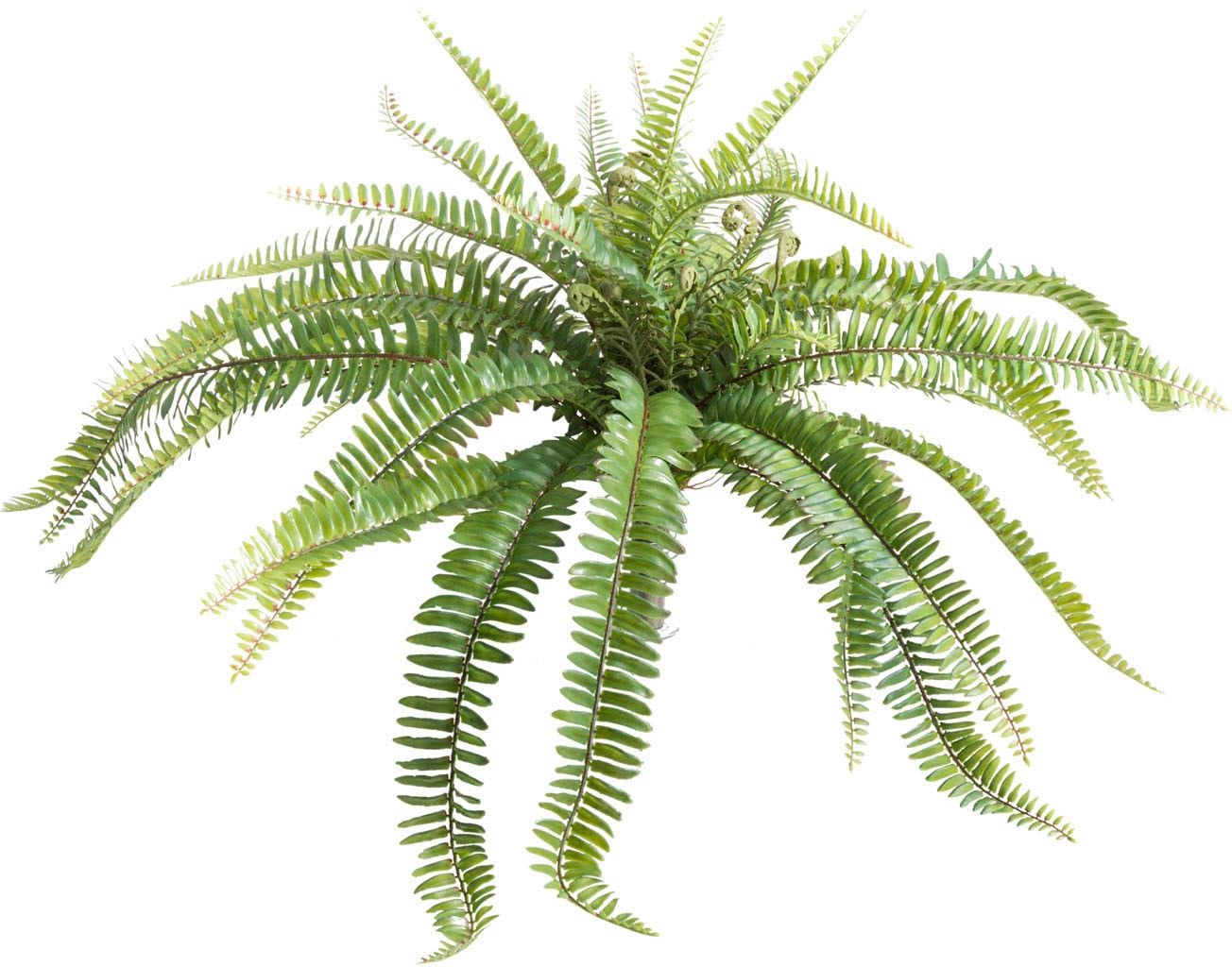 Botanic-Haus Künstliche Zimmerpflanze "Farnbusch"