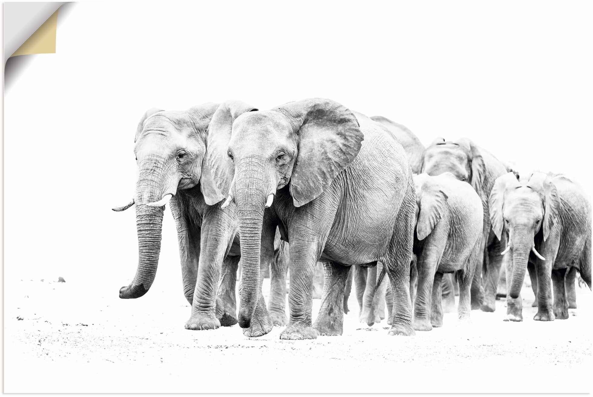 Artland Wandbild »Karawane der oder Leinwandbild, Wandaufkleber Elefanten | in versch. Eefanten«, Alubild, Poster Größen kaufen Bilder, (1 St.), als BAUR