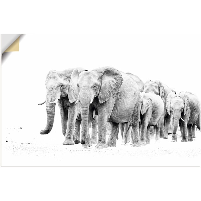 Artland Wandbild »Karawane der Eefanten«, Elefanten Bilder, (1 St.), als  Alubild, Leinwandbild, Wandaufkleber oder Poster in versch. Größen kaufen |  BAUR