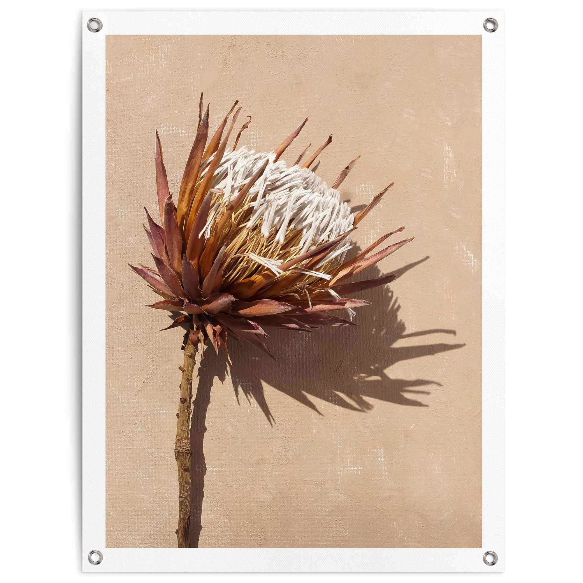 Reinders Poster "Schattenblume" Garten - Trockenblumen - Exotisch - Braun - Leinwand - Blumen
