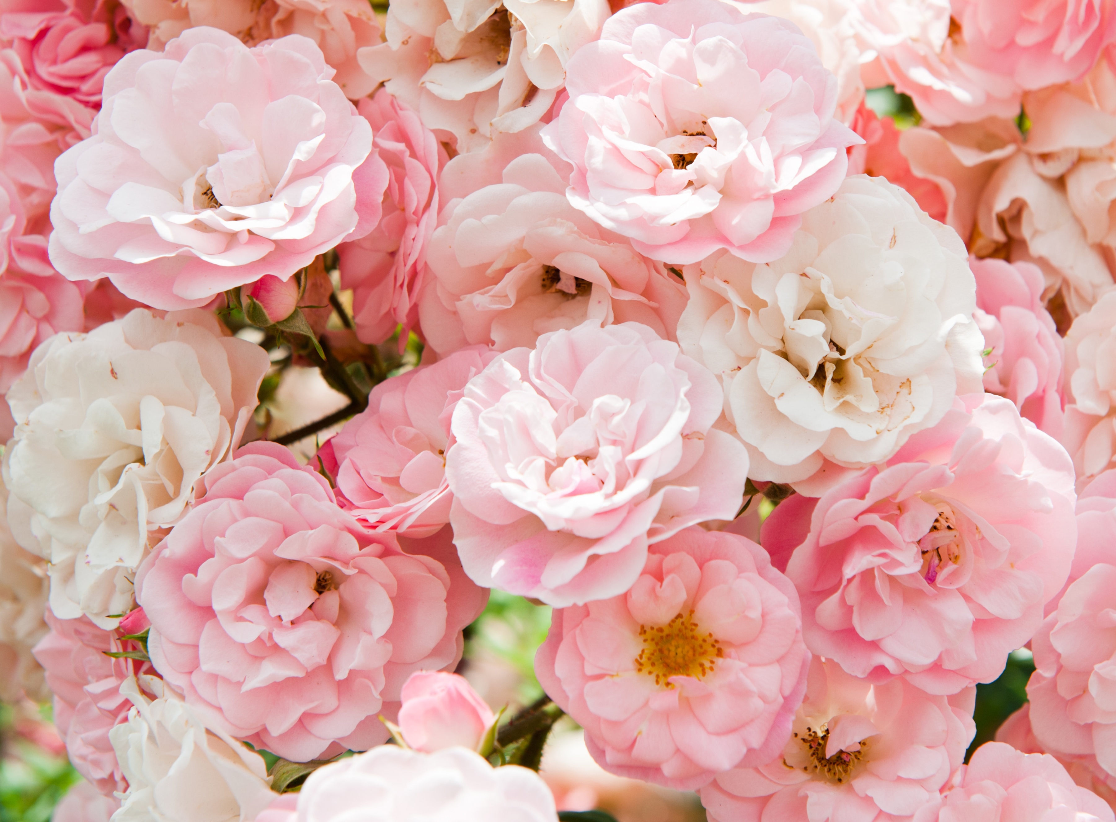 Papermoon Fototapete "Pink Roses" glatt