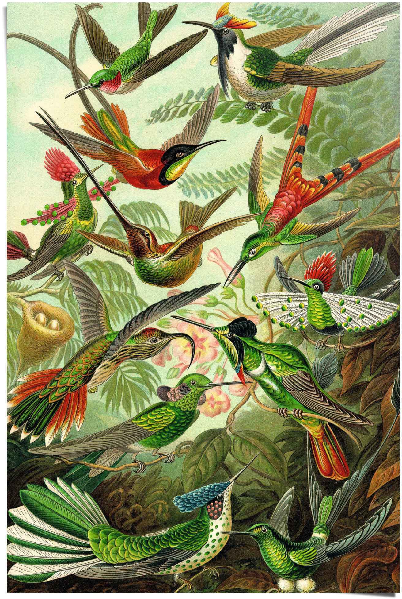 Reinders! Poster »Hummingbirds Vogel - kaufen - Natur - (1 Botanisch St.) Ernst BAUR Haeckel«, Tiermotiv - 