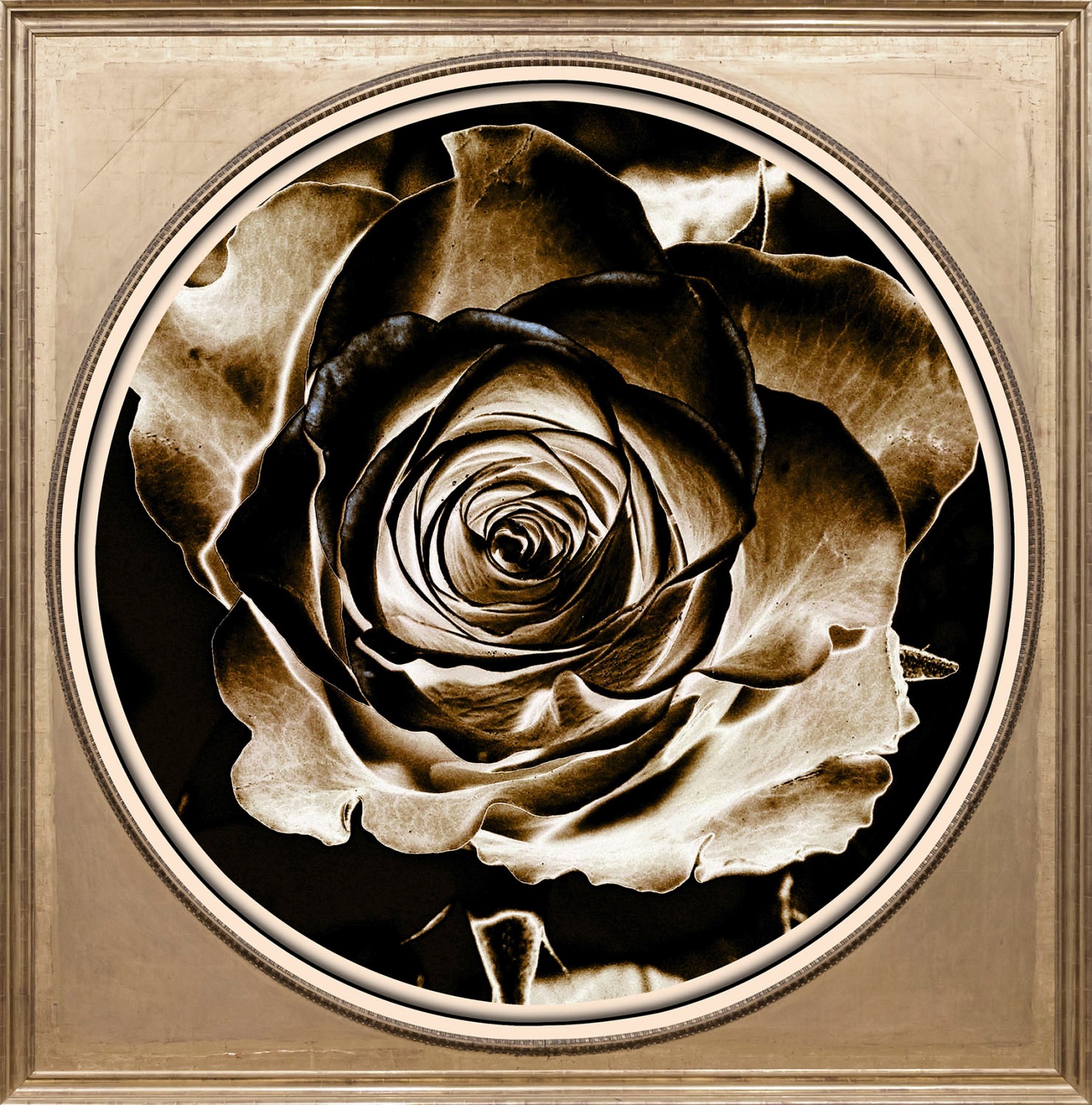 queence Acrylglasbild "Rose", Blumen-Blumenbilder-Kunst-Pflanzen-Pflanzenbi günstig online kaufen