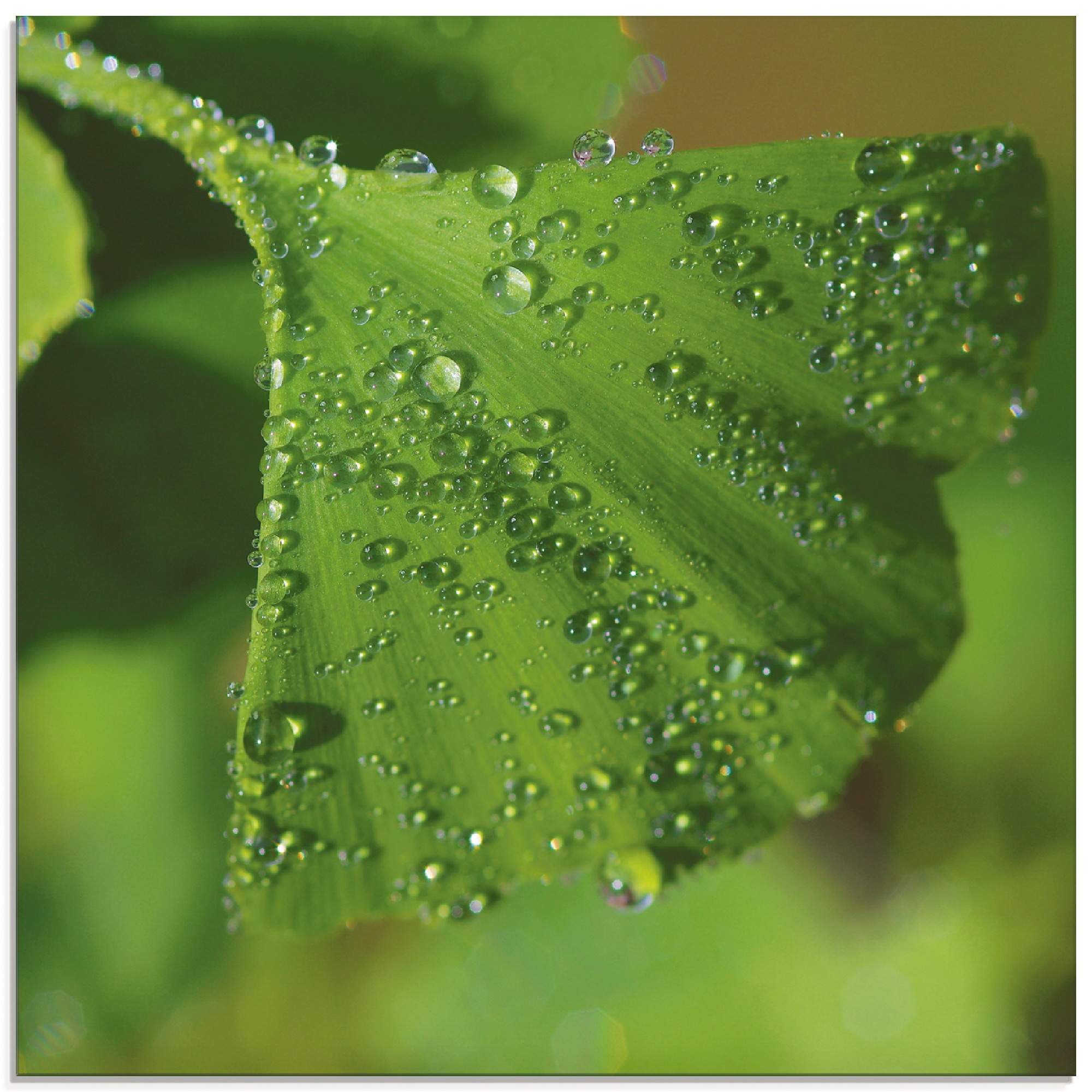Artland Glasbild "Ginkgo" Blätter 1 Stk. tlg. in verschiedenen Größen
