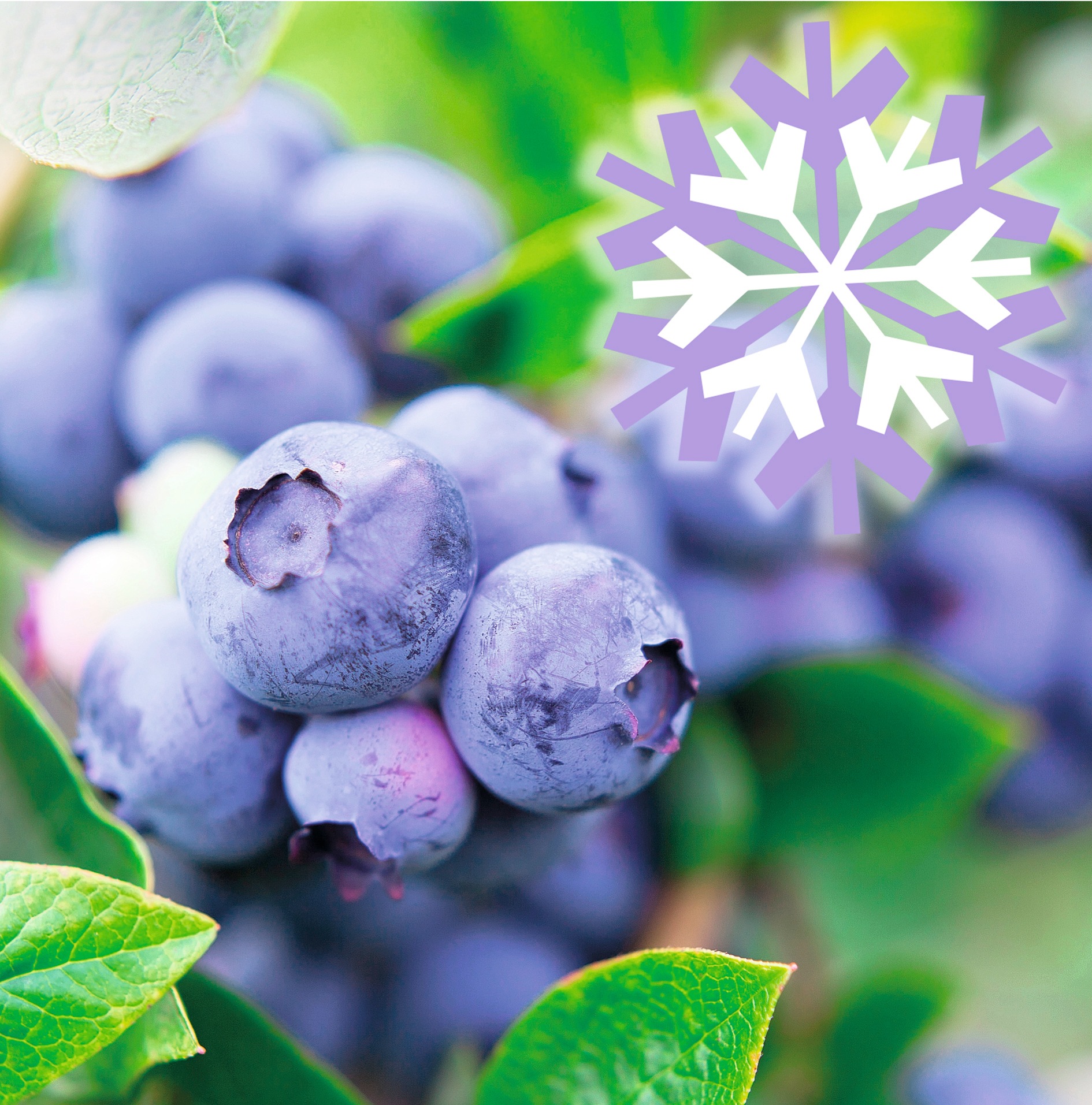 BCM Obstpflanze »Heidelbeere Lucky Berry 'Blue Berry'«, (3 St.), Höhe: 50-60 cm, 3... kaufen