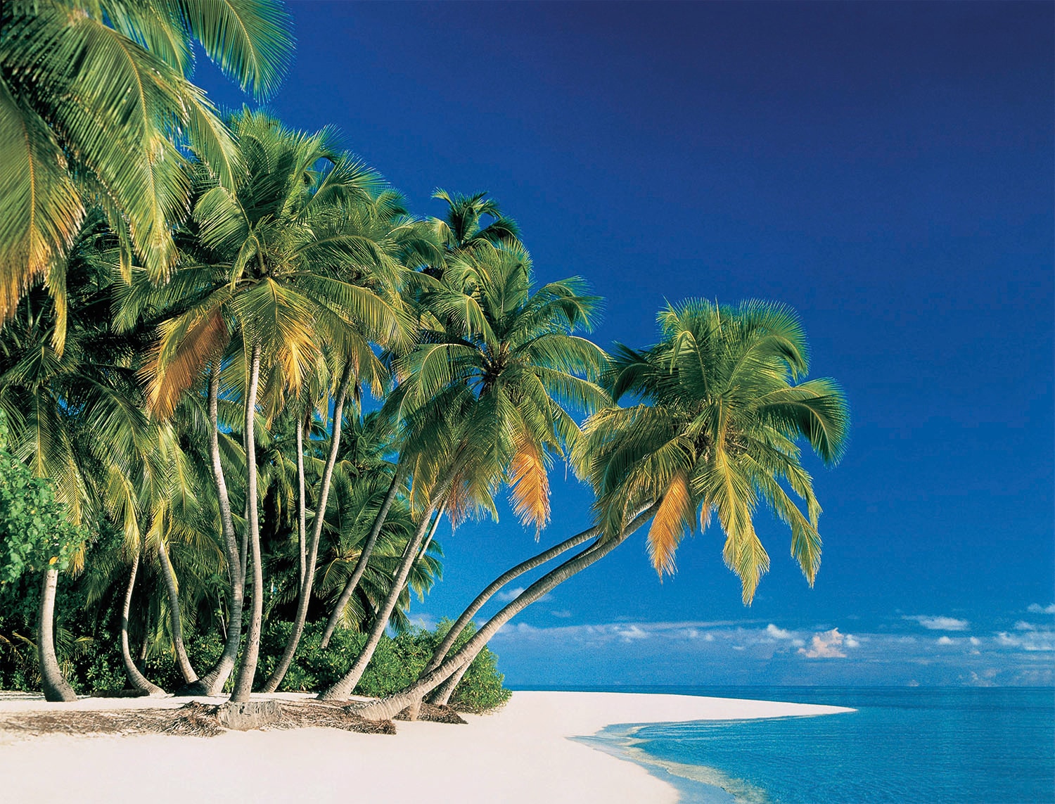 Papermoon Fototapete "Tropical Palms" glatt