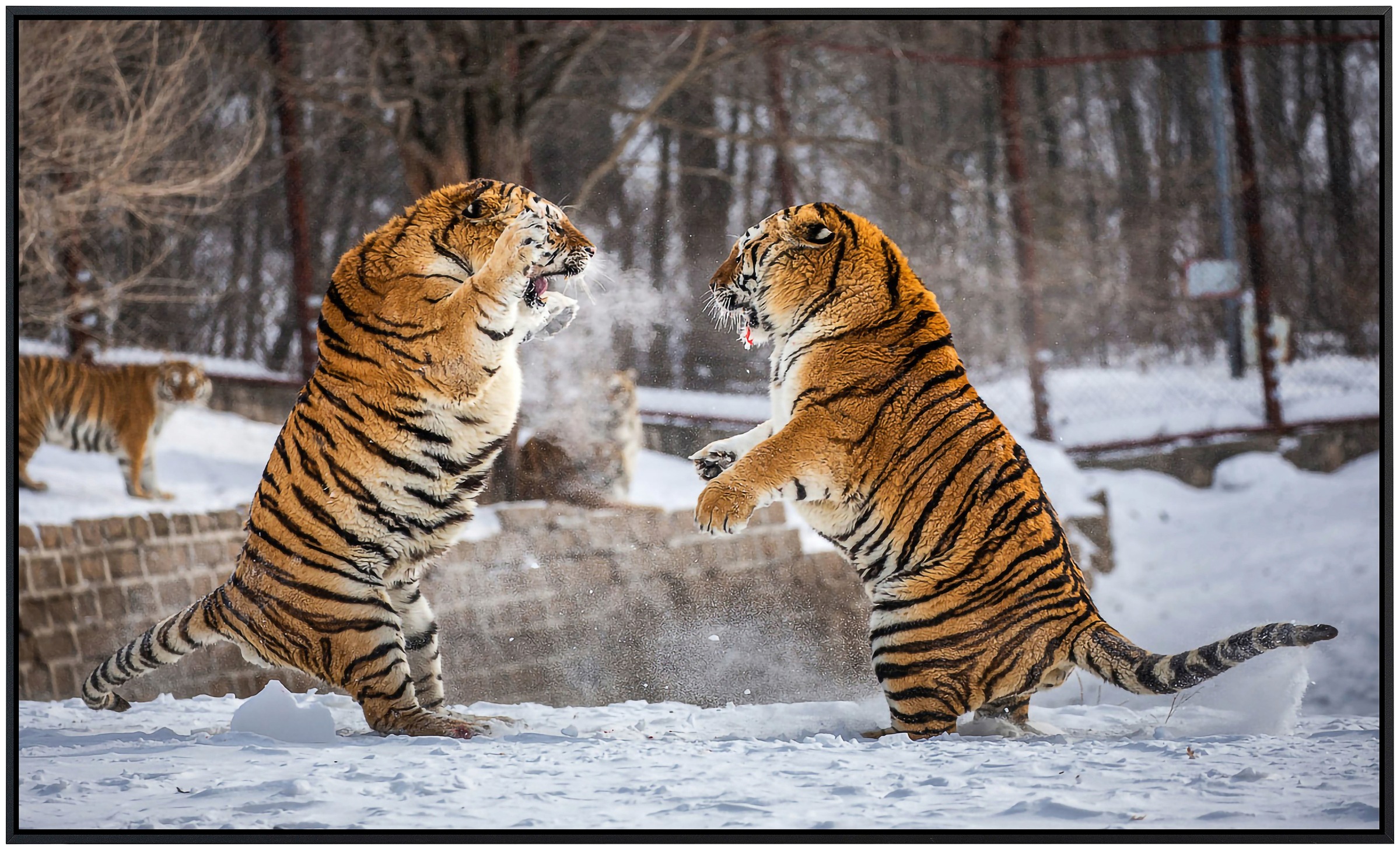 Papermoon Infrarotheizung »Kampf gegen Sibirische Tiger«, sehr angenehme Strahlungswärme