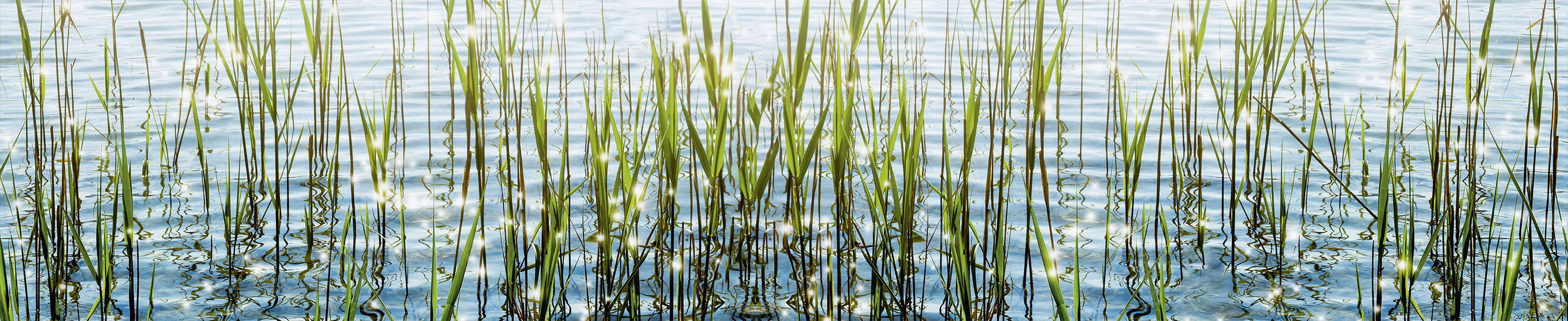 EXPRESS KÜCHEN Küchenrückwand "Seegras", B/H: 280cm x 55,9cm, bunt, Spritzschutzwände