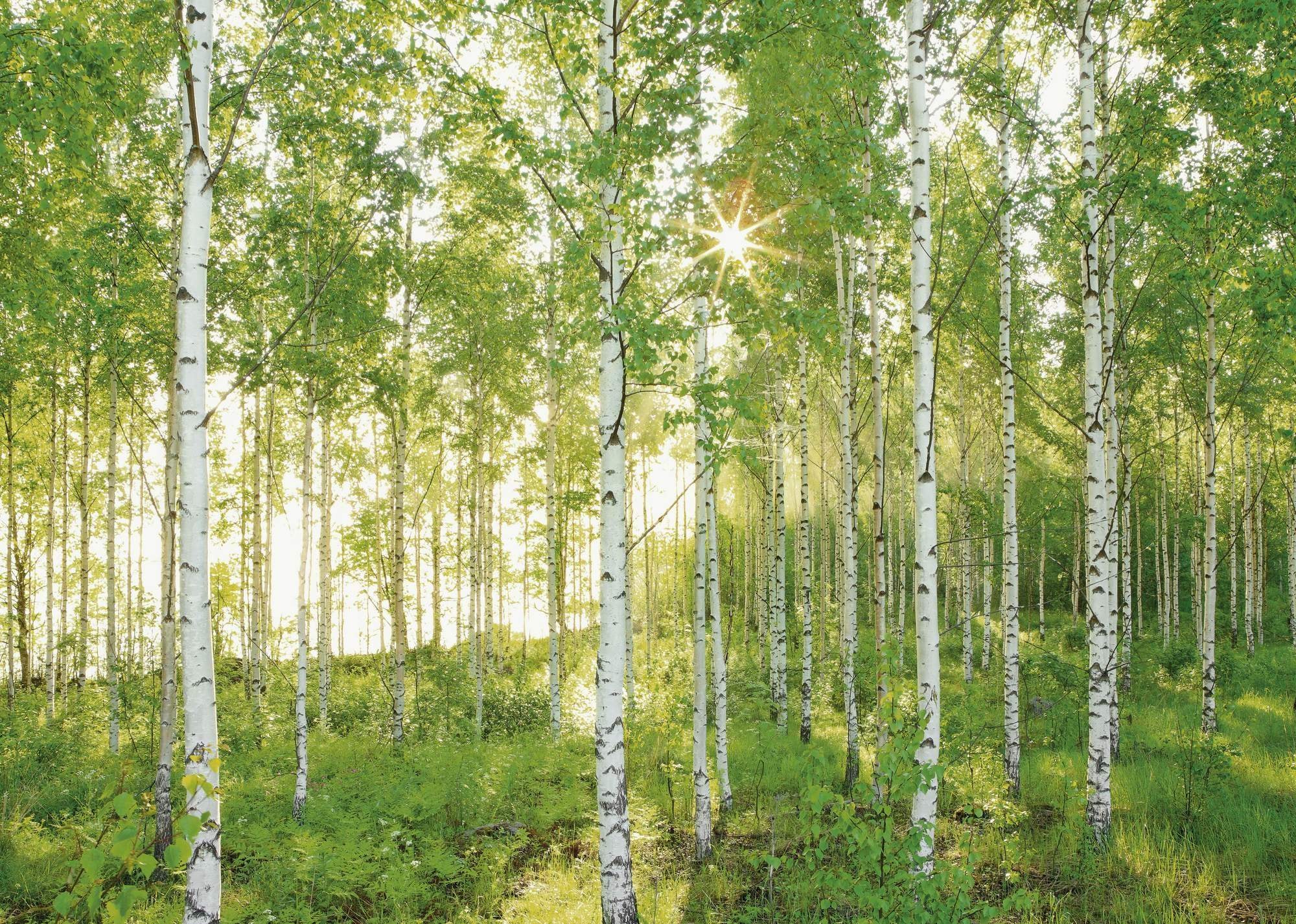 Komar Fototapete »Vlies Fototapete - Sunday - Größe 350 x 250 cm« Motiv | bedruckt glatt