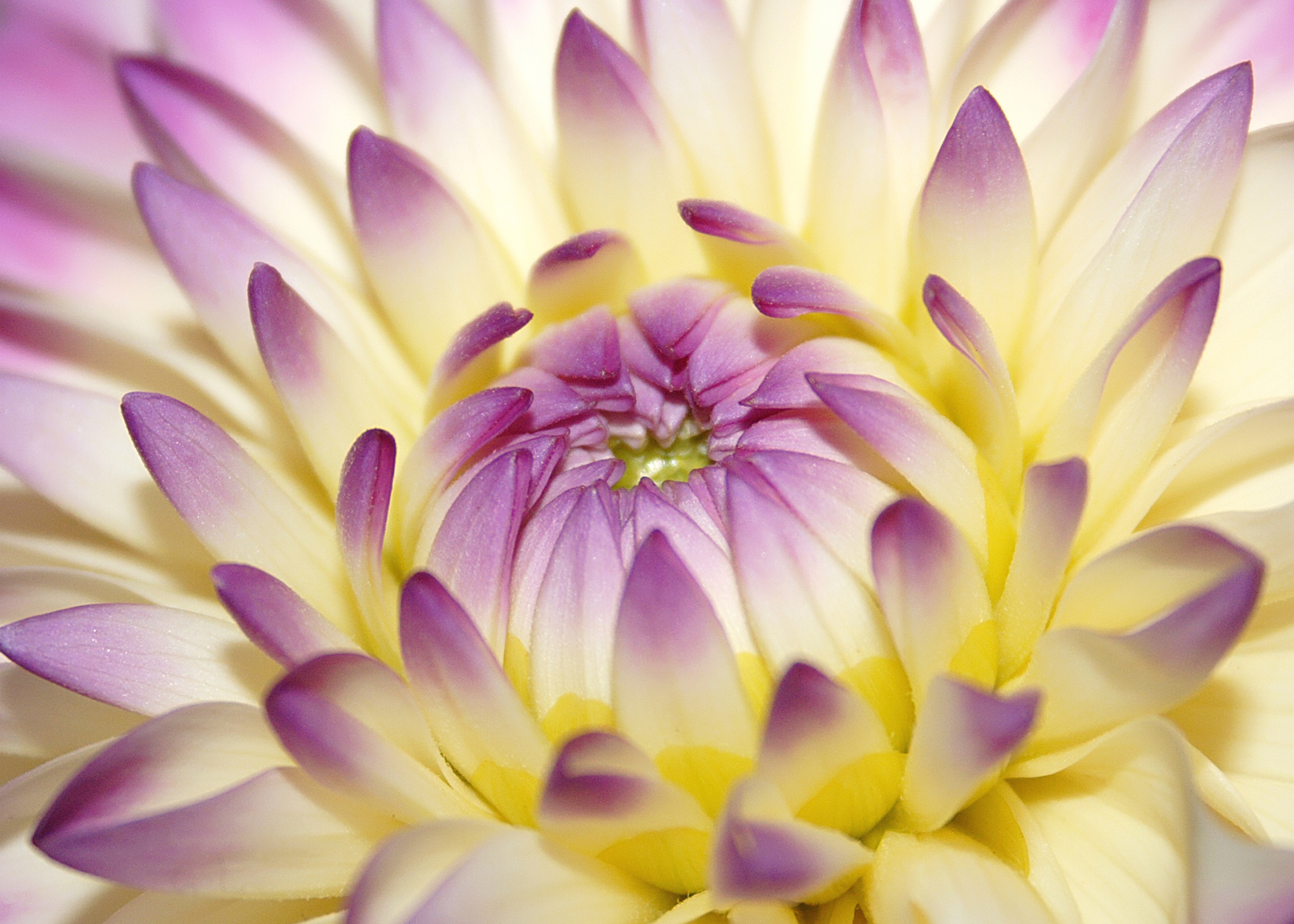 Papermoon Fototapete "Macro Pink Flower" glatt