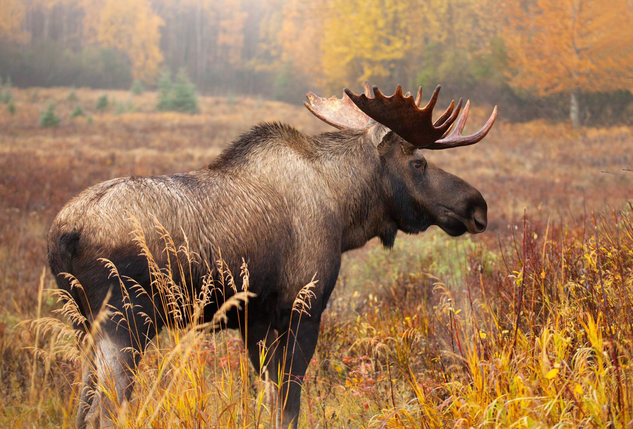 Papermoon "ELCH-STIER TIER HIRSCH WALD GEWEIH STEPPE TUNDRA PRÄRIE"