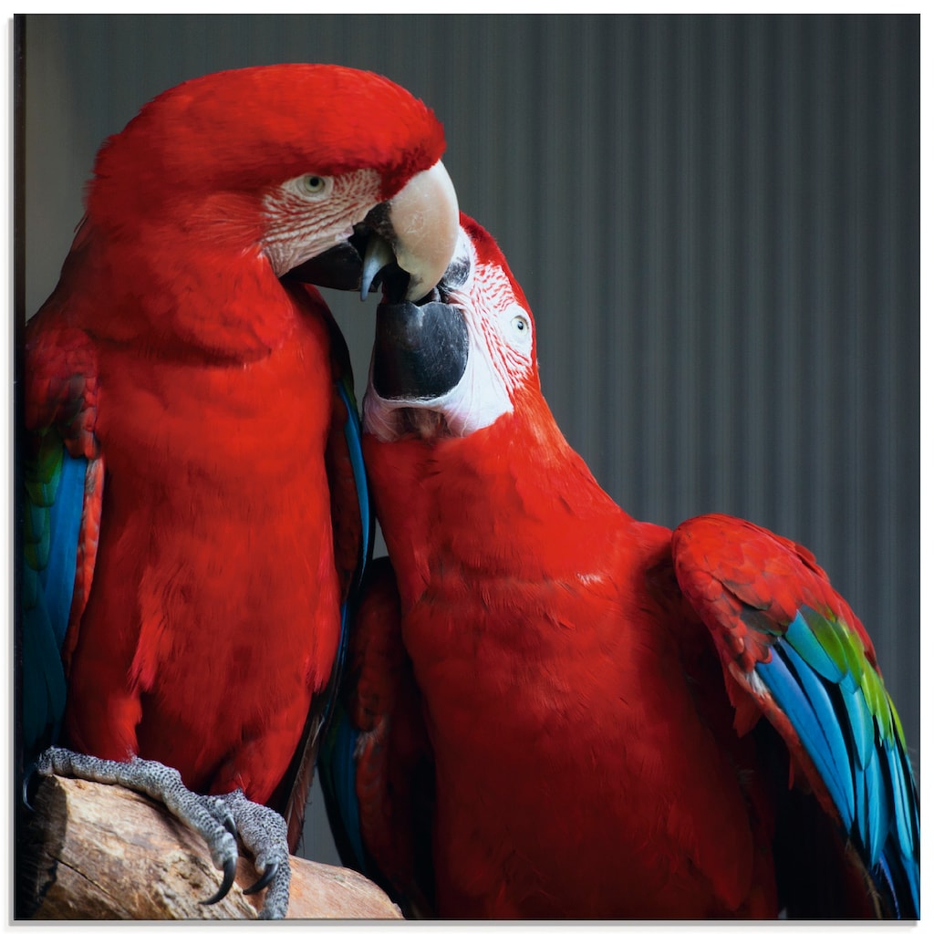 Artland Glasbild »Papageien«, Vögel, (1 St.)