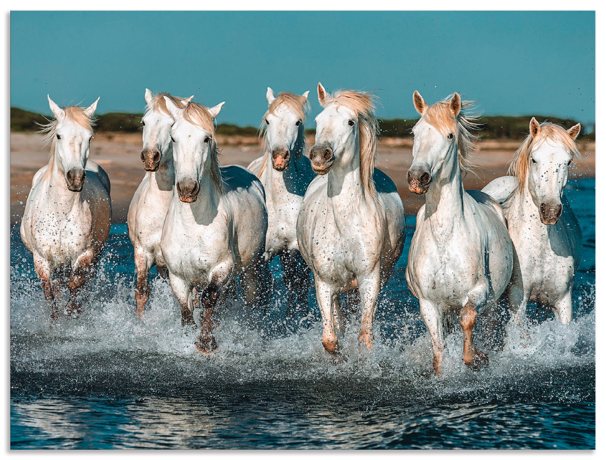 Artland Wandbild "Camargue Pferde galoppieren am Strand", Haustiere, (1 St.), als Alubild, Outdoorbild, Leinwandbild, Po