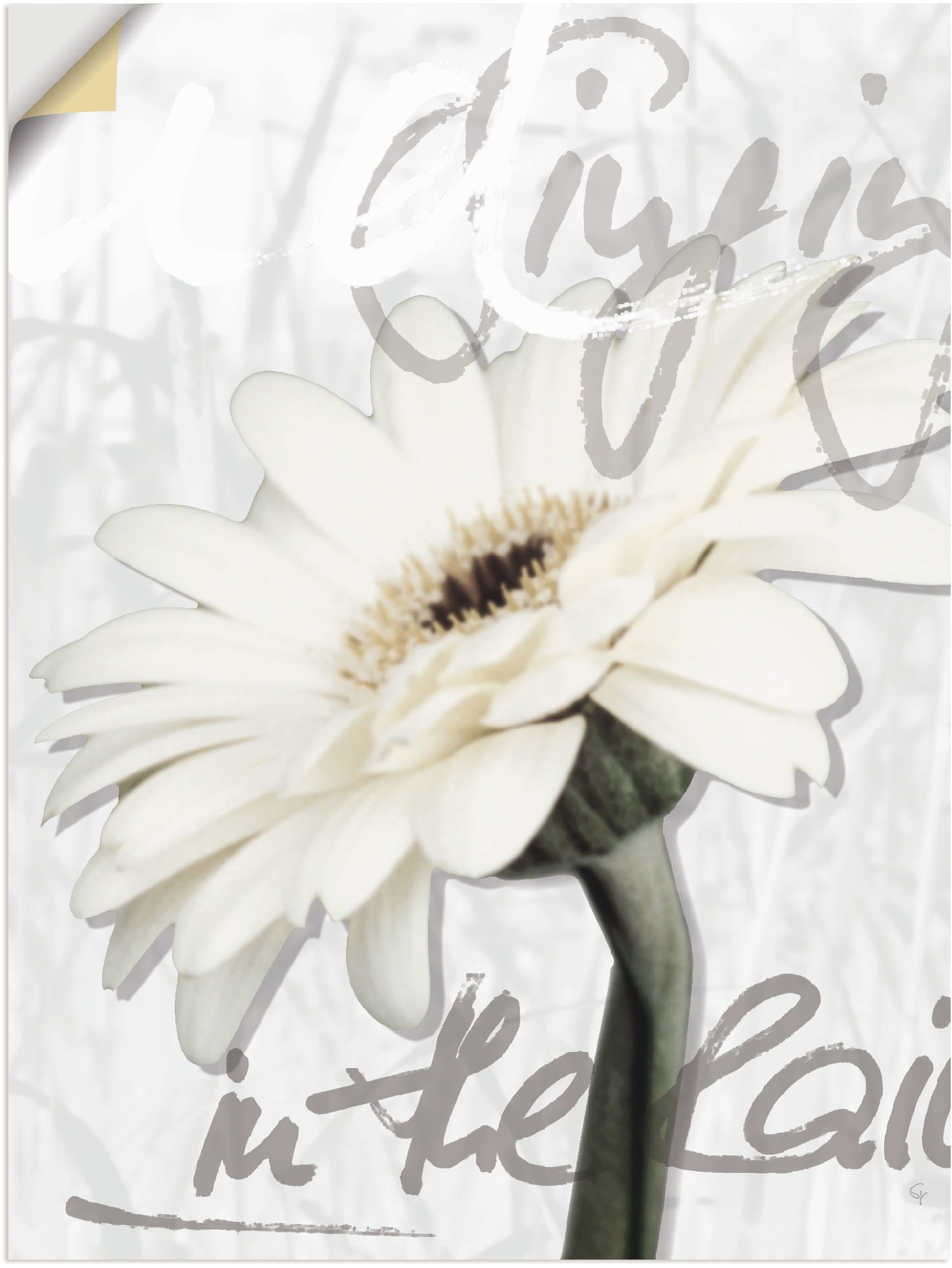 Artland Wandbild "Gerbera", Blumenbilder, (1 St.), als Leinwandbild, Poster günstig online kaufen