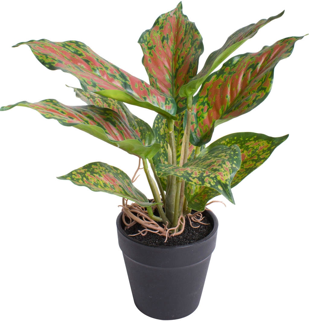 Botanic-Haus Künstliche Zimmerpflanze "Caladium" günstig online kaufen