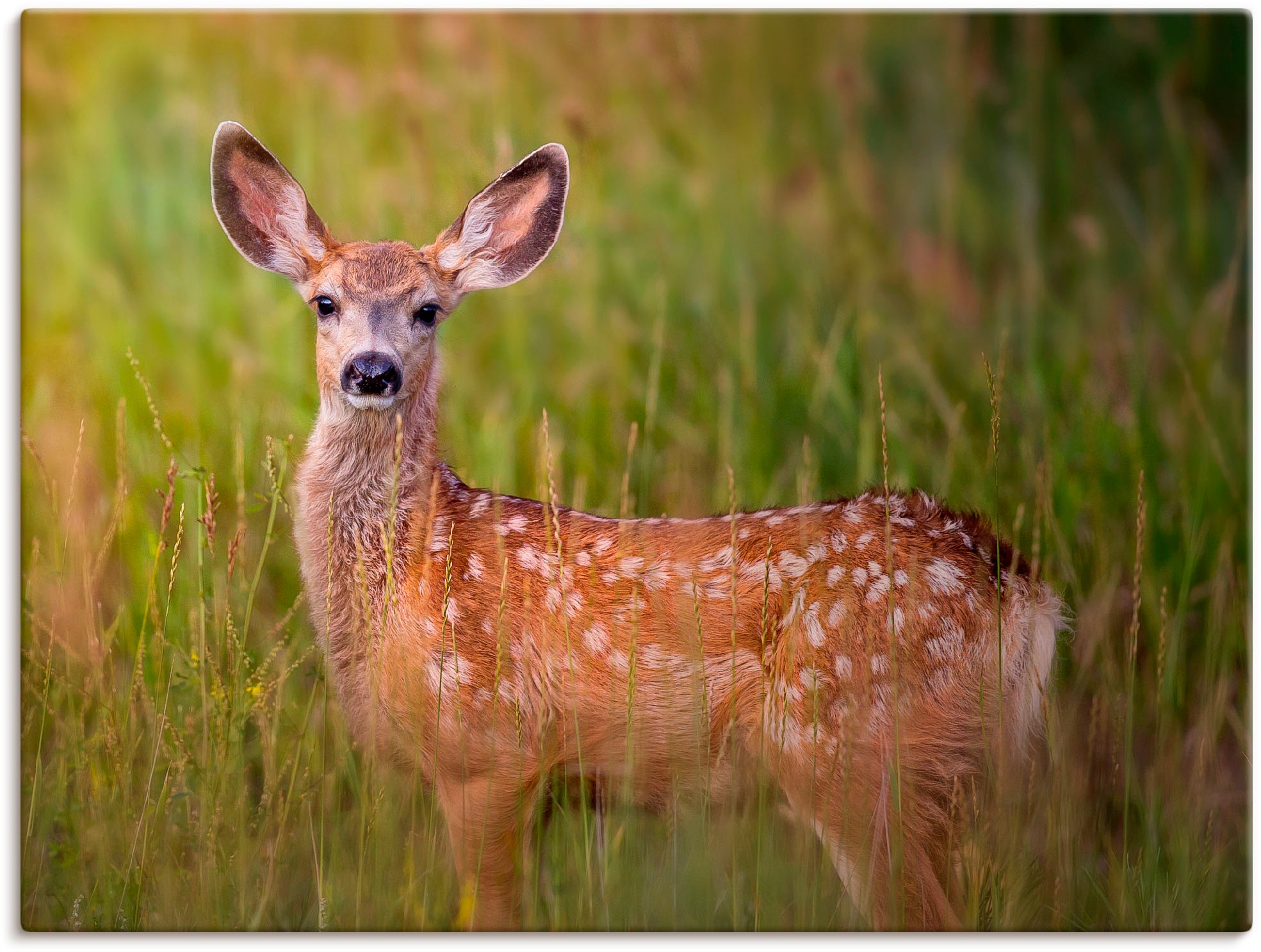 Artland Leinwandbild "Hirsch Beobachtung IV", Wildtiere, (1 St.), auf Keilr günstig online kaufen