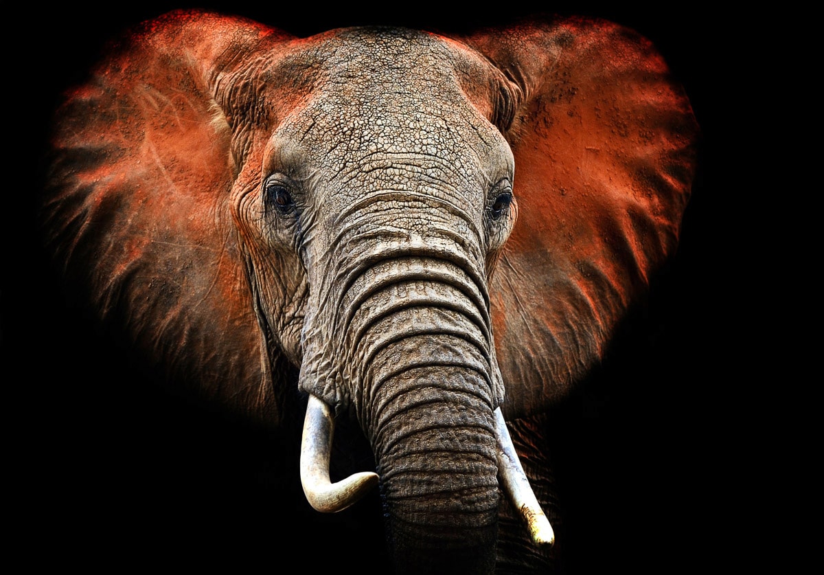 Papermoon Fototapete "Elefant"