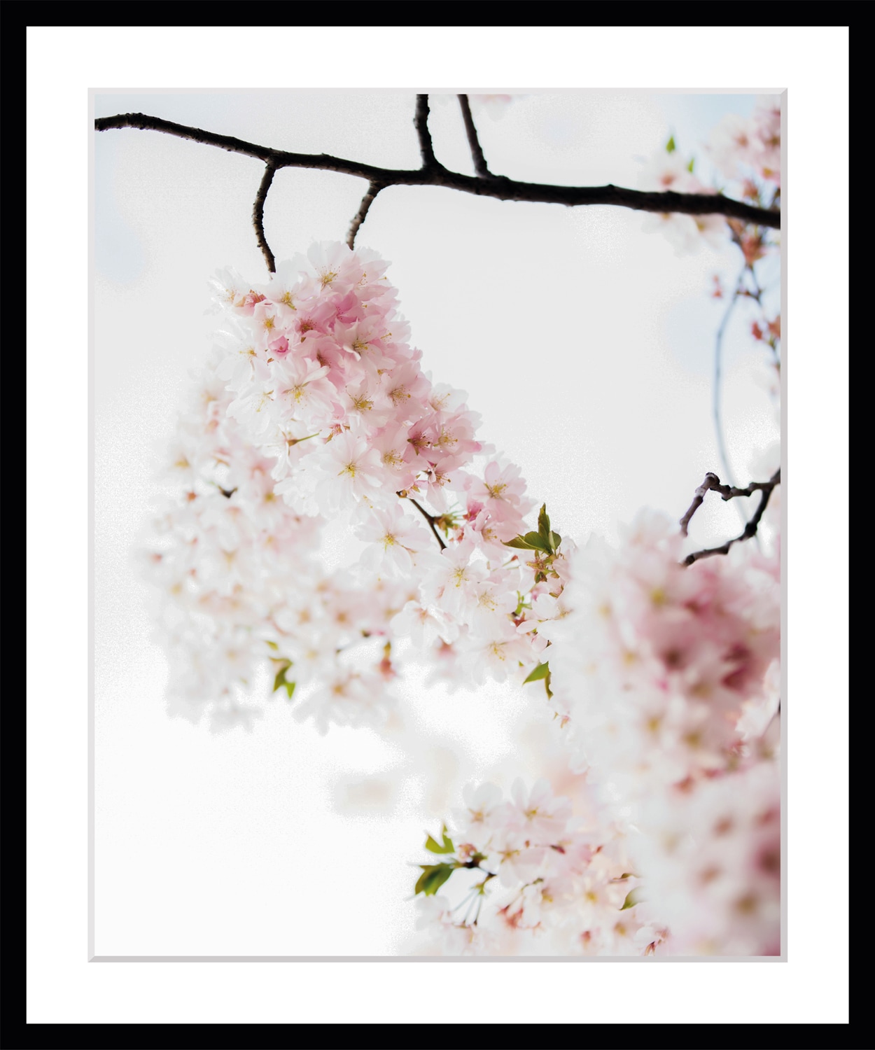 queence Bild »Lilly«, Blumen, Blumen, gerahmt