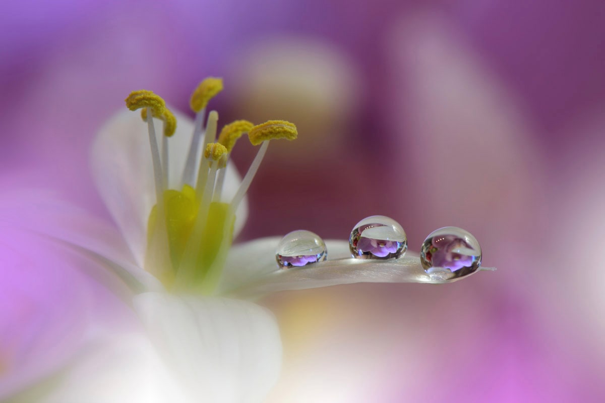 Papermoon "Zen Wassertropfen mit Blume Makro"