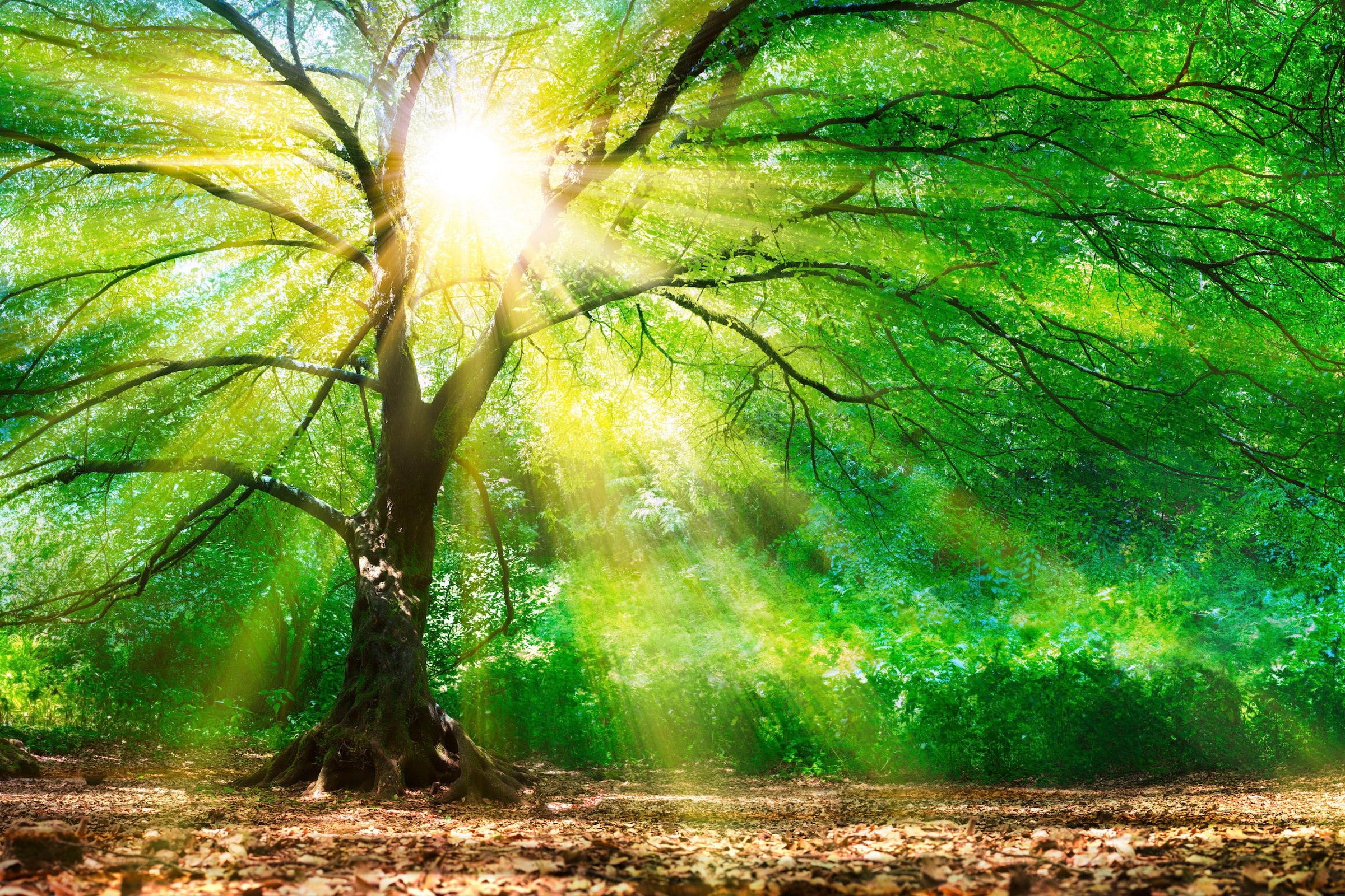 A.S. Création Leinwandbild »Forest Light«, Kunst-Wald-Kinder, (1 St.), Sonnenlicht Baumkrone Keilrahmen Natur Leinwand-Bild Wohnzimmer modern