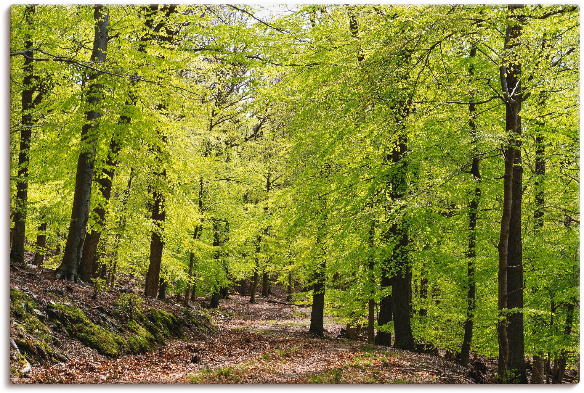 Artland Wandbild »Die Buchen im Frühling«, Wald, (1 St.), als Alubild,  Leinwandbild, Wandaufkleber oder Poster in versch. Größen bestellen | BAUR