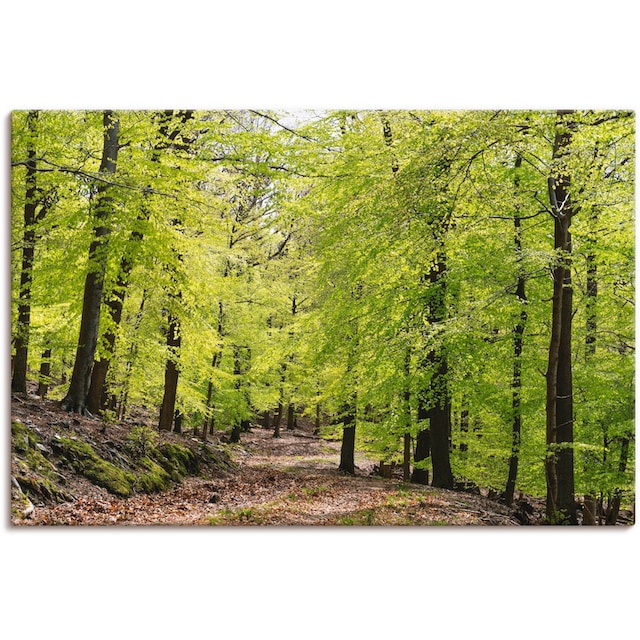 Artland Wandbild »Die Buchen im Frühling«, Wald, (1 St.), als Alubild,  Leinwandbild, Wandaufkleber oder Poster in versch. Größen bestellen | BAUR