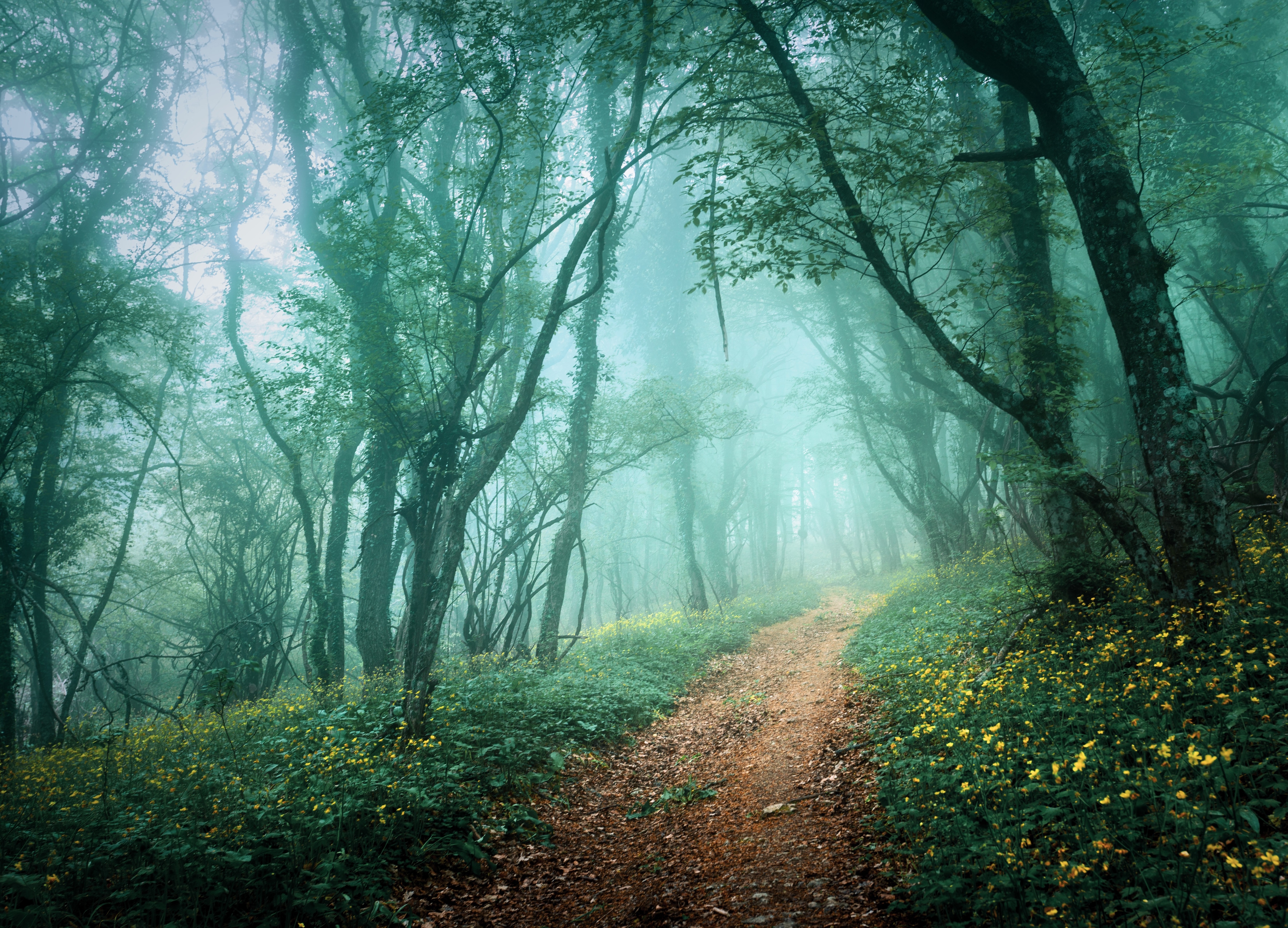 Papermoon "Misty Forest in Fog" glatt