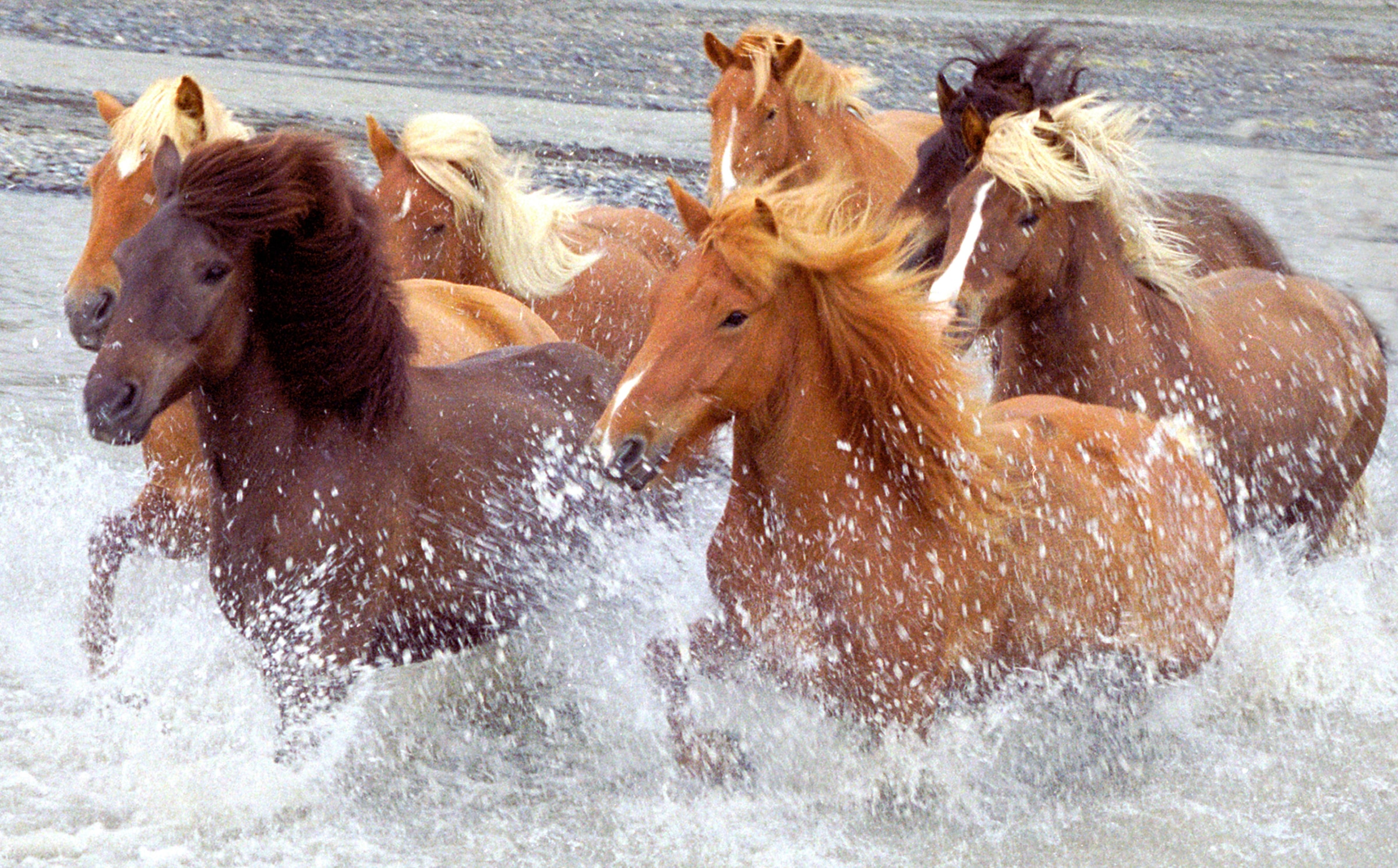 Papermoon Fototapete "ISLAND-PFERDE-PONY FLUSS INSEL STRAND MEER TIER NATUR"