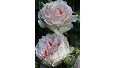 BCM Beetpflanze »Rose Guernsey«, (1 St.), Höhe 30 cm, 1 Pflanze kaufen
